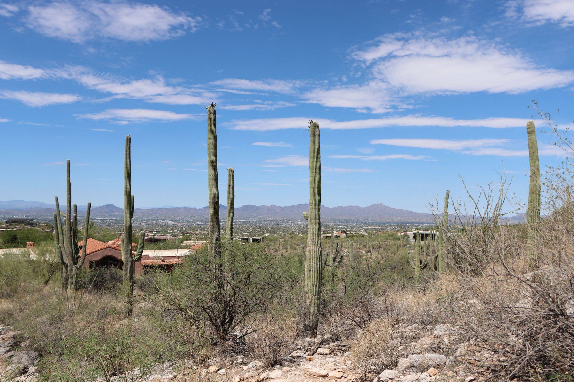 Tall saguaro cacti against a blue sky above the desert near Tucson, Arizona.