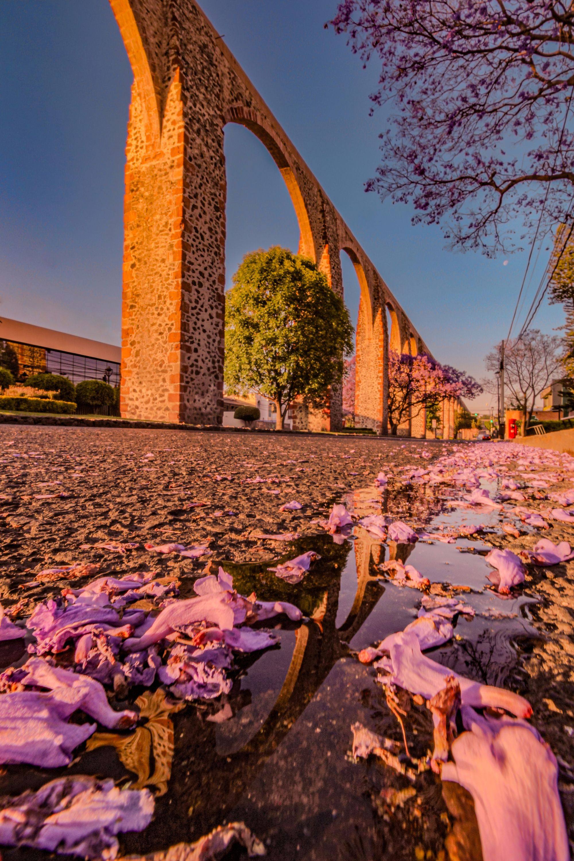 The arches of the Querétaro aqueduct at dusk, with jacaranda blossom and petals in the foreground.