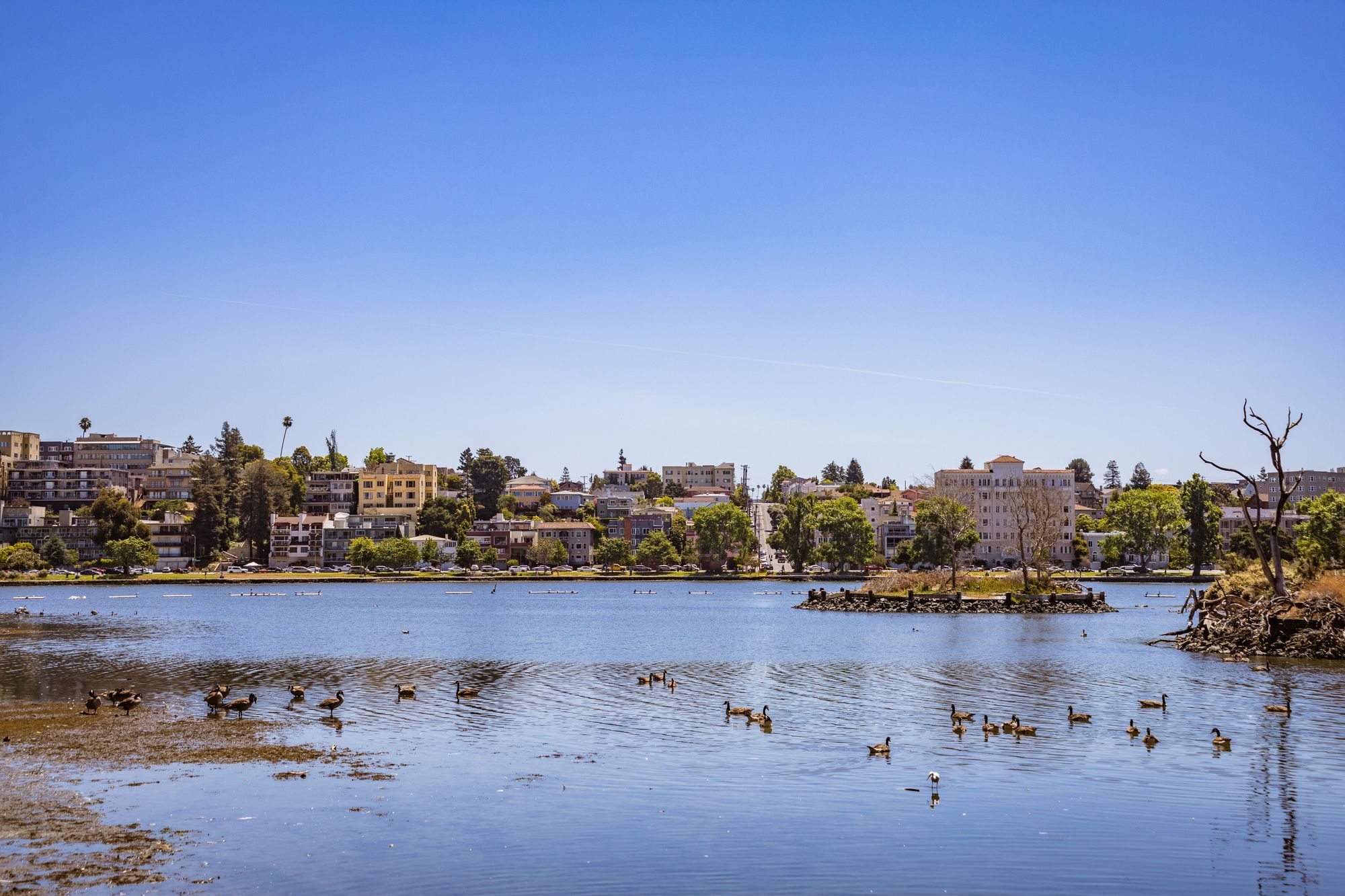 Ducks on the water of Lake Merritt in Oakland, with buildings along the far shore.