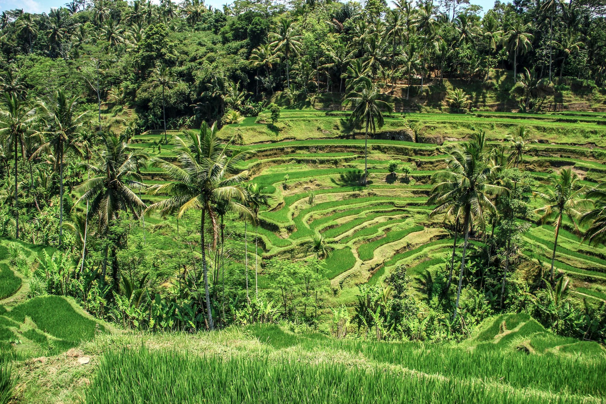 Terraced rice fields with palm trees in the Bali countryside.
