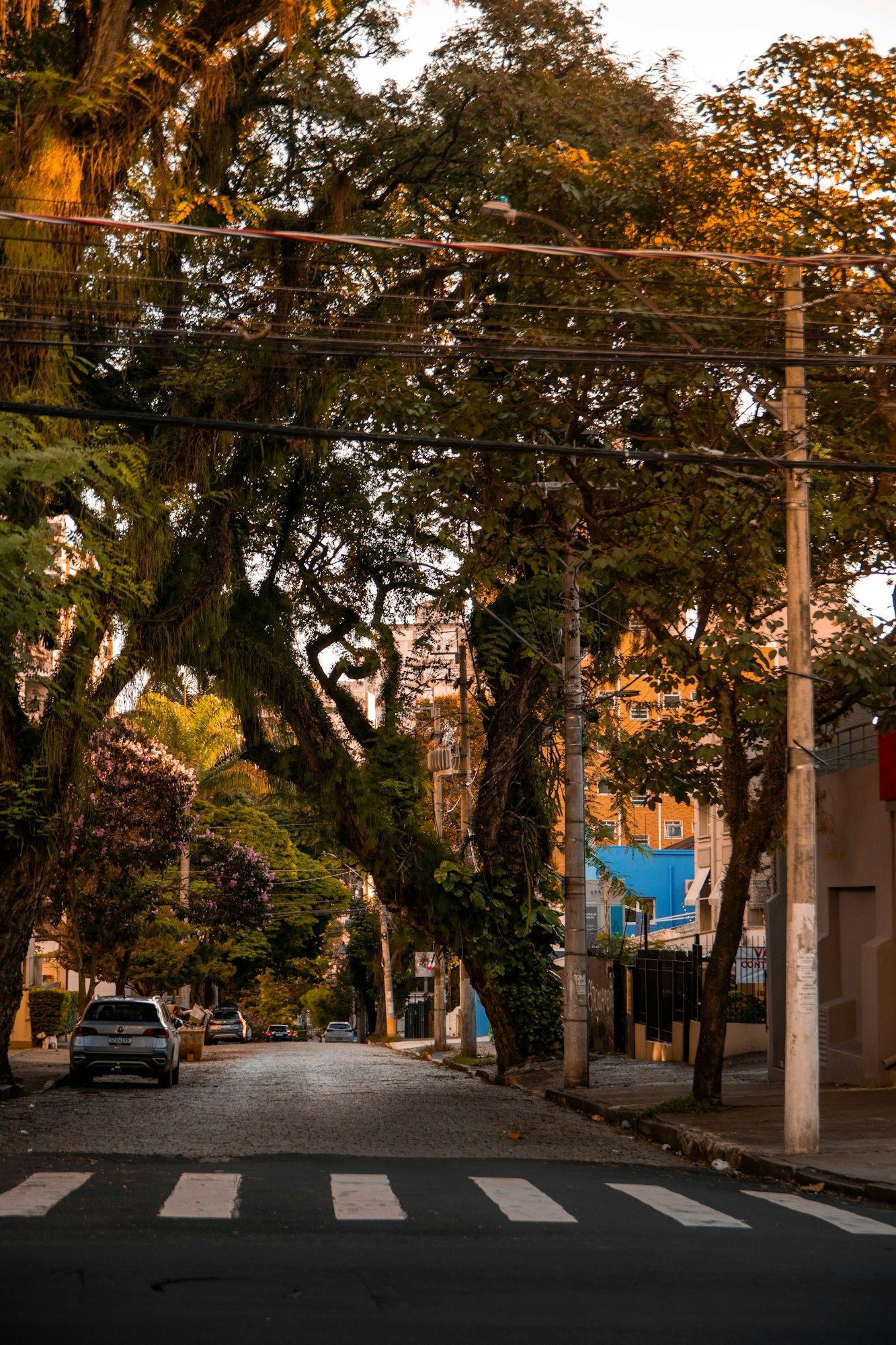 A tree-lined street in the Cambuí neighborhood of Campinas, with a pedestrian crossing in the foreground.