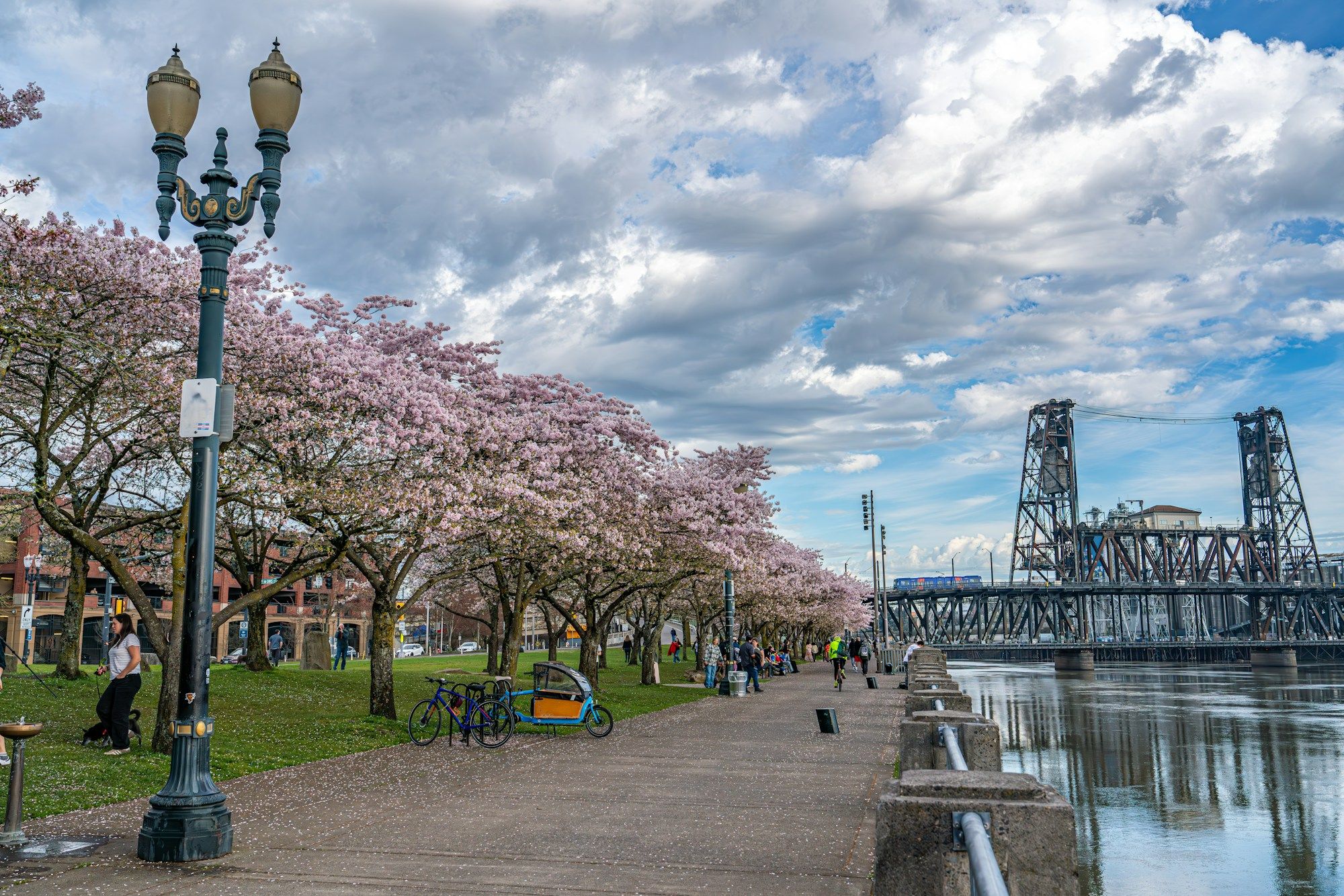Cherry trees in blossom along the riverside path in Tom McCall Waterfront Park, Portland, with the Steel Bridge behind.