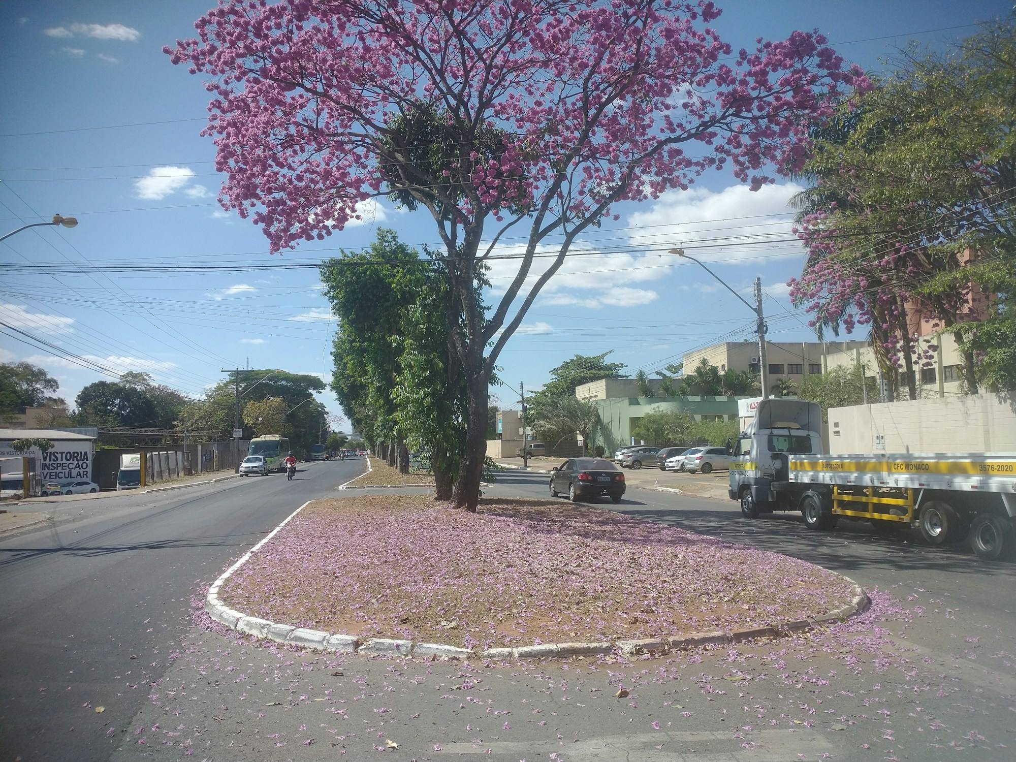 Uma árvore florida em tons de rosa no canteiro central de uma avenida de Goiânia, com pétalas no chão e a pista ao fundo.