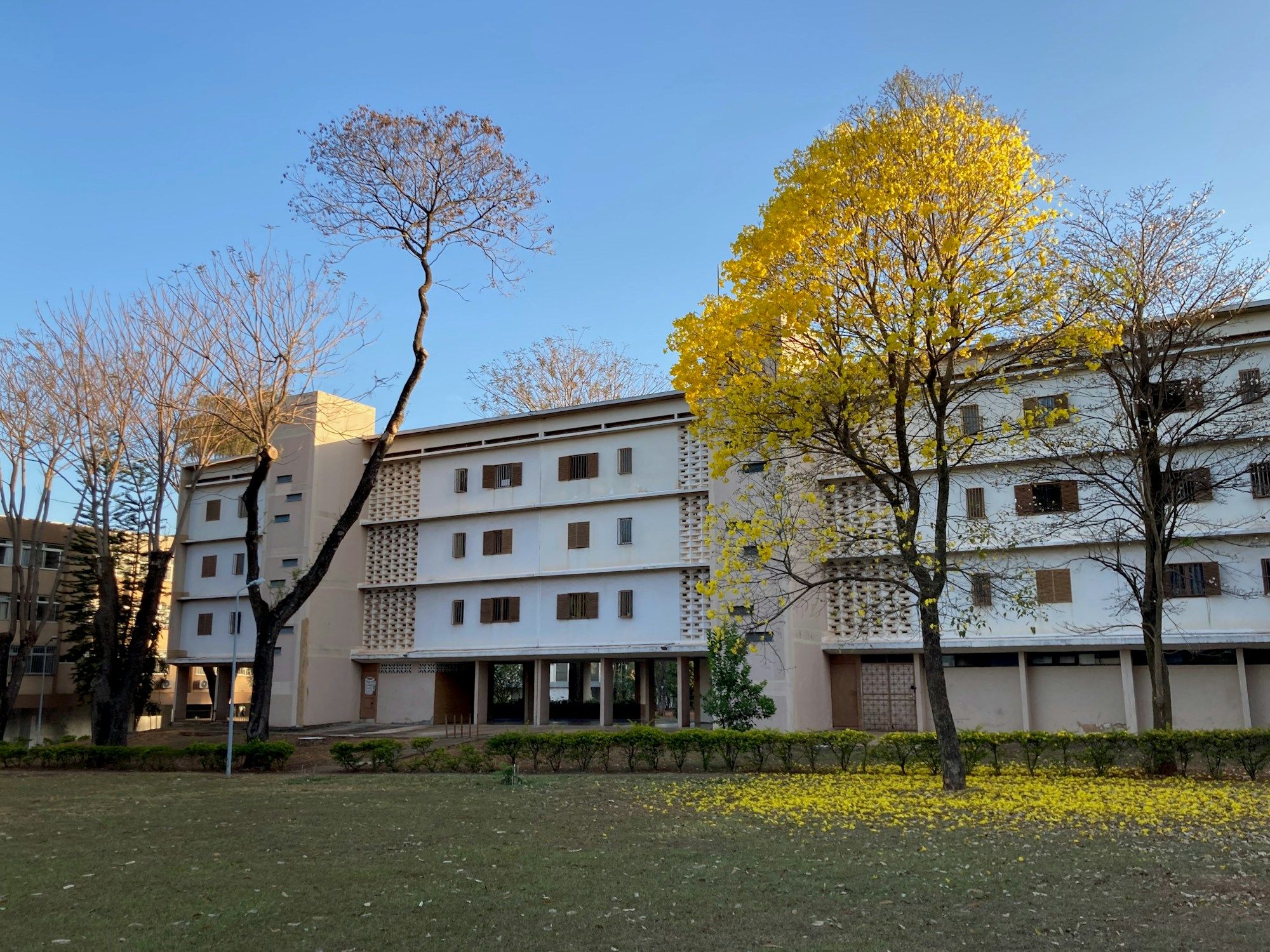 A residential block on pilotis in one of Brasília's superquadras, with a yellow ipê in bloom on the lawn.