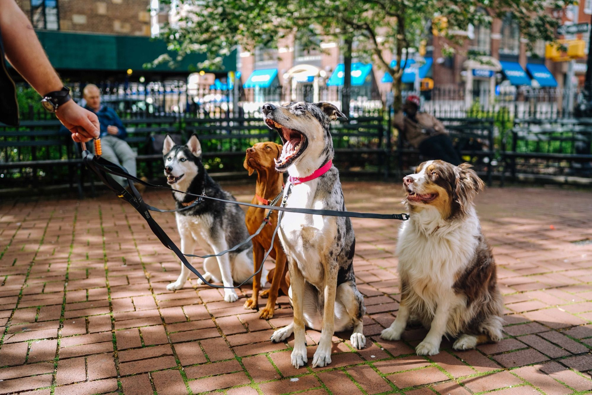 Four dogs on leads waiting by Christopher Park in the West Village, New York