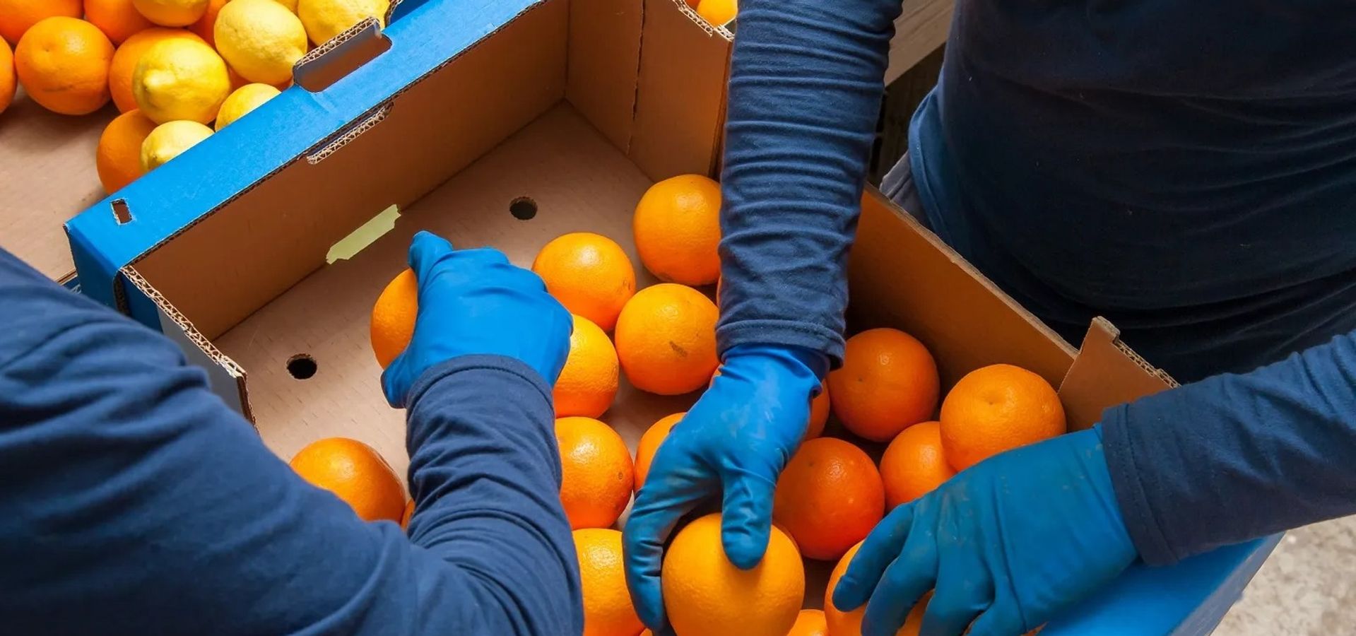 Automating the fruit quality control process