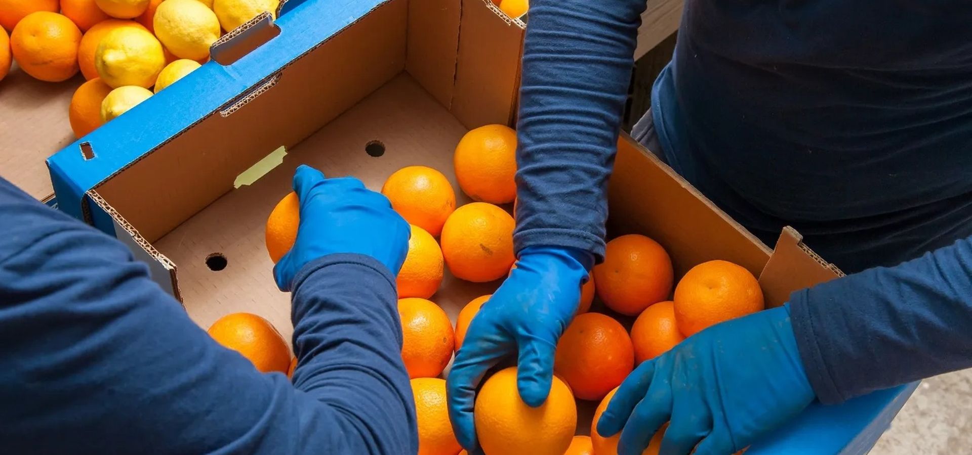 Automating the fruit quality control process