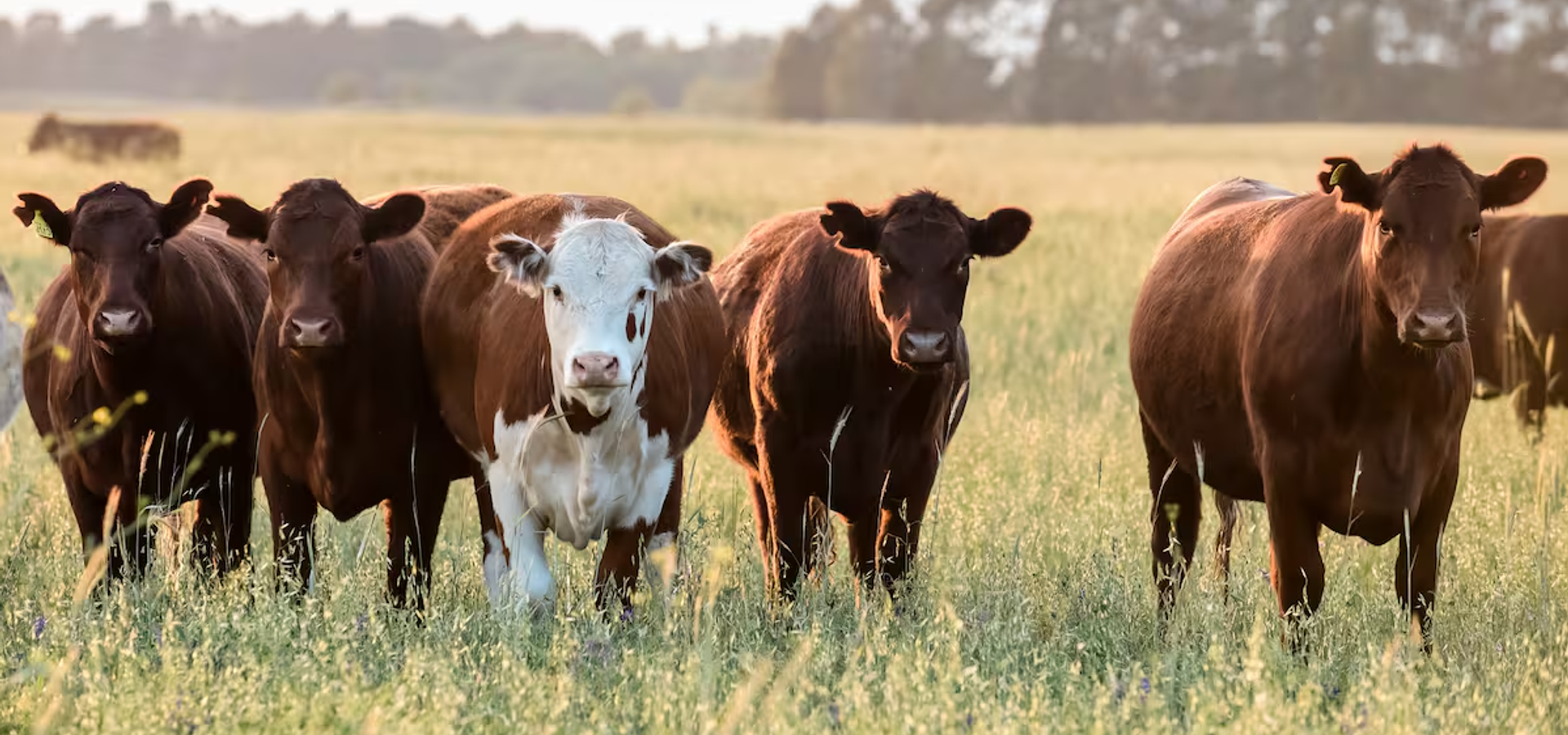 BitCow | Digital platform for livestock asset tokenization