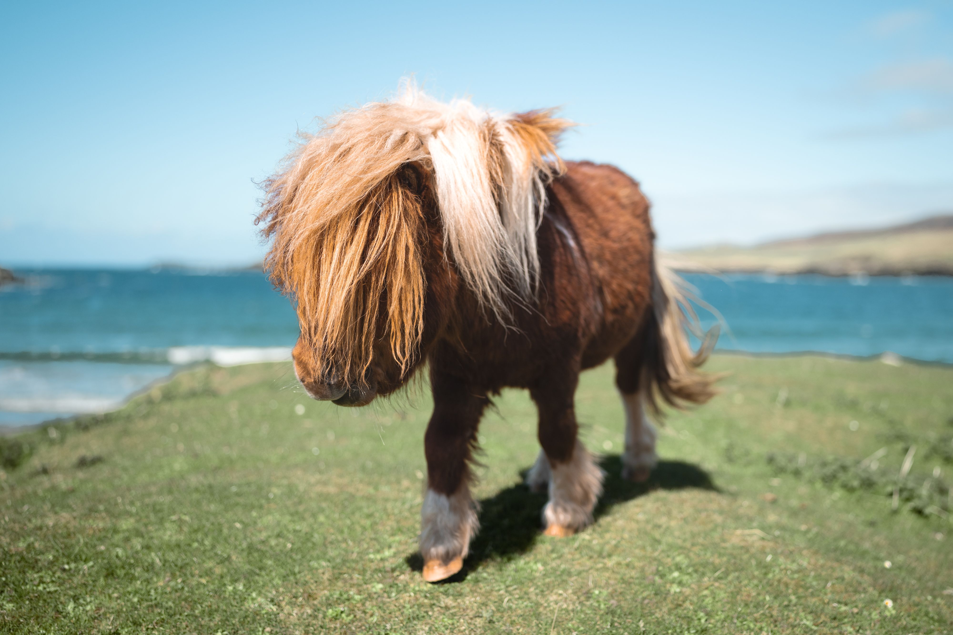 A Majestic Shetland Pony on the Shetland Islands
