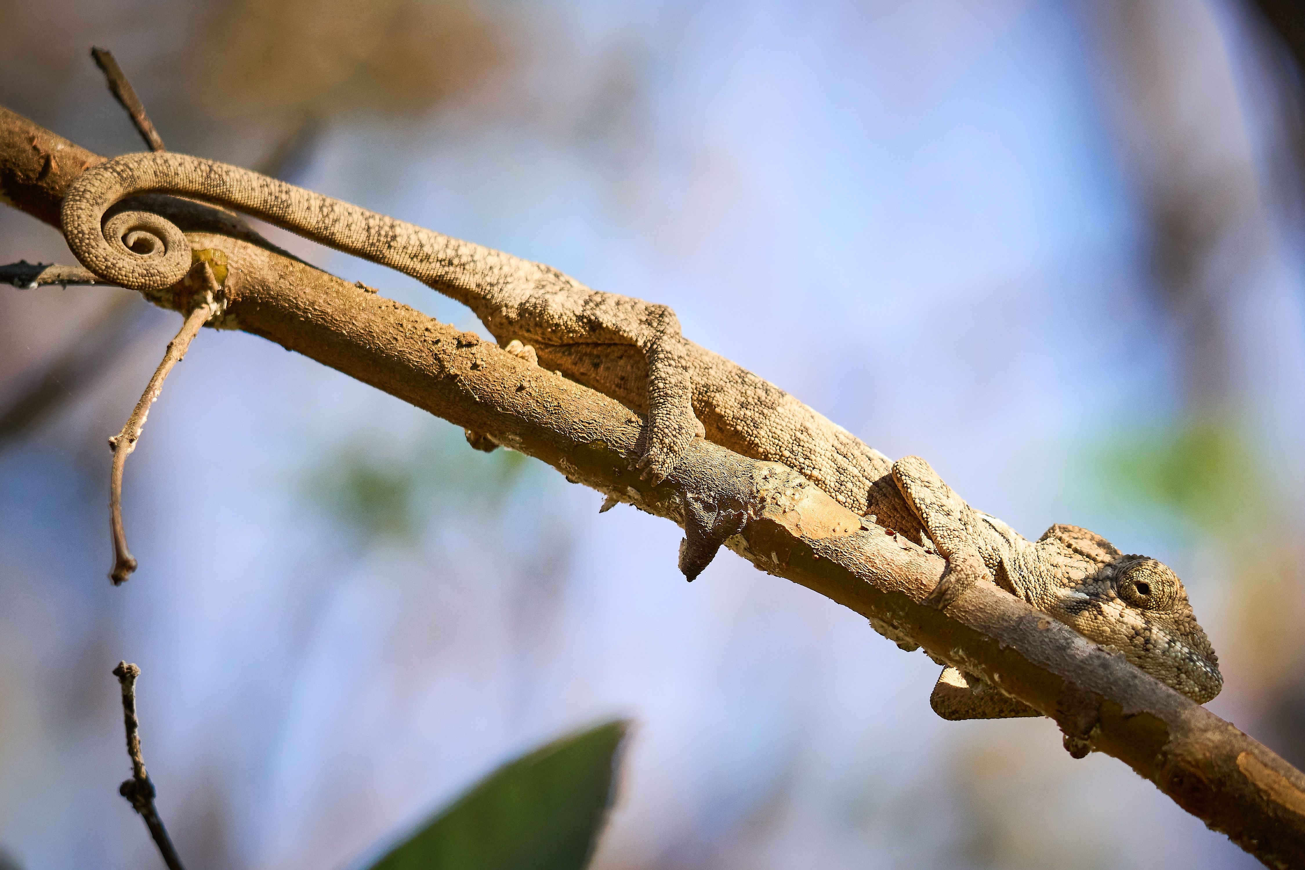 Brown Chameleon