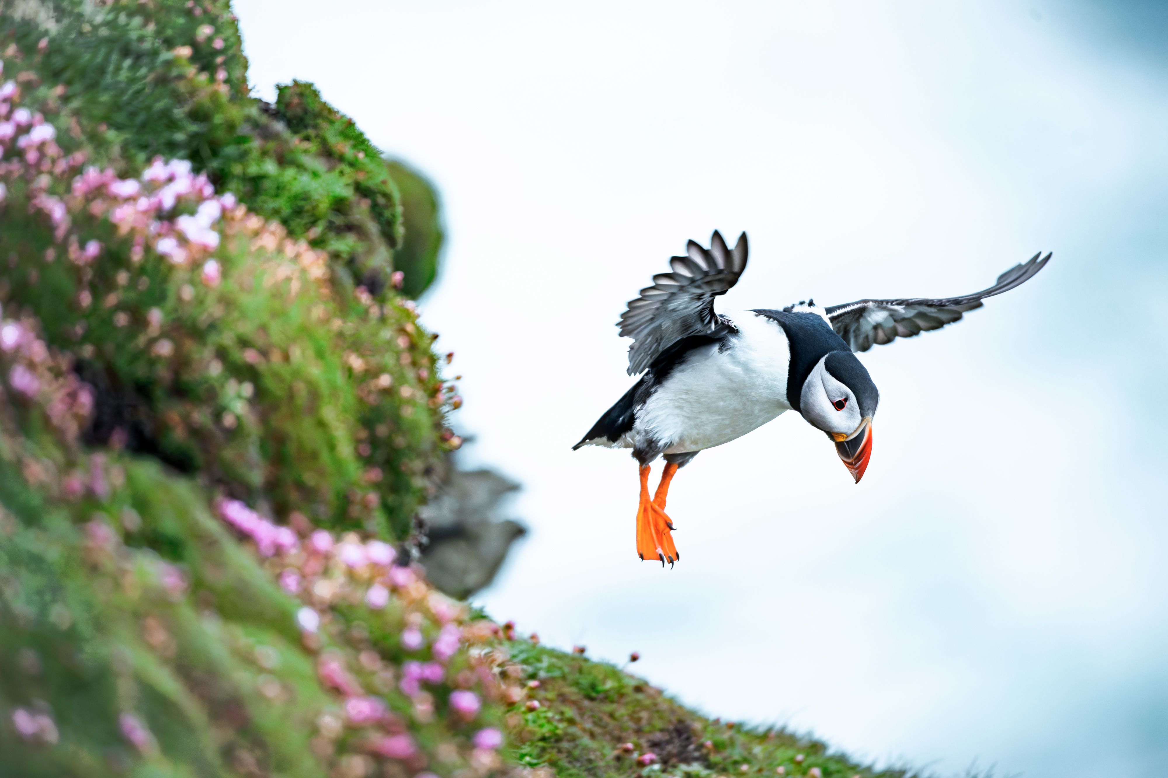 A puffin landing on an island in orkney