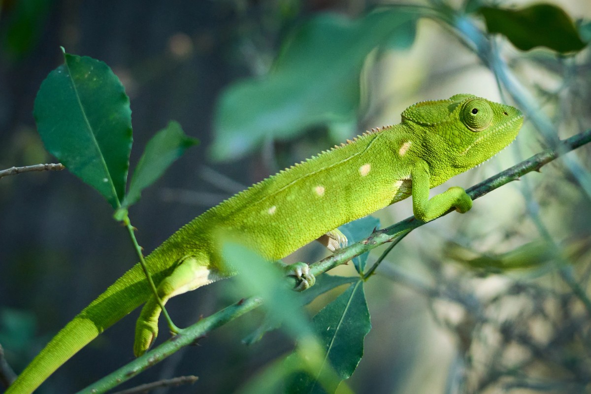 Green Chameleon