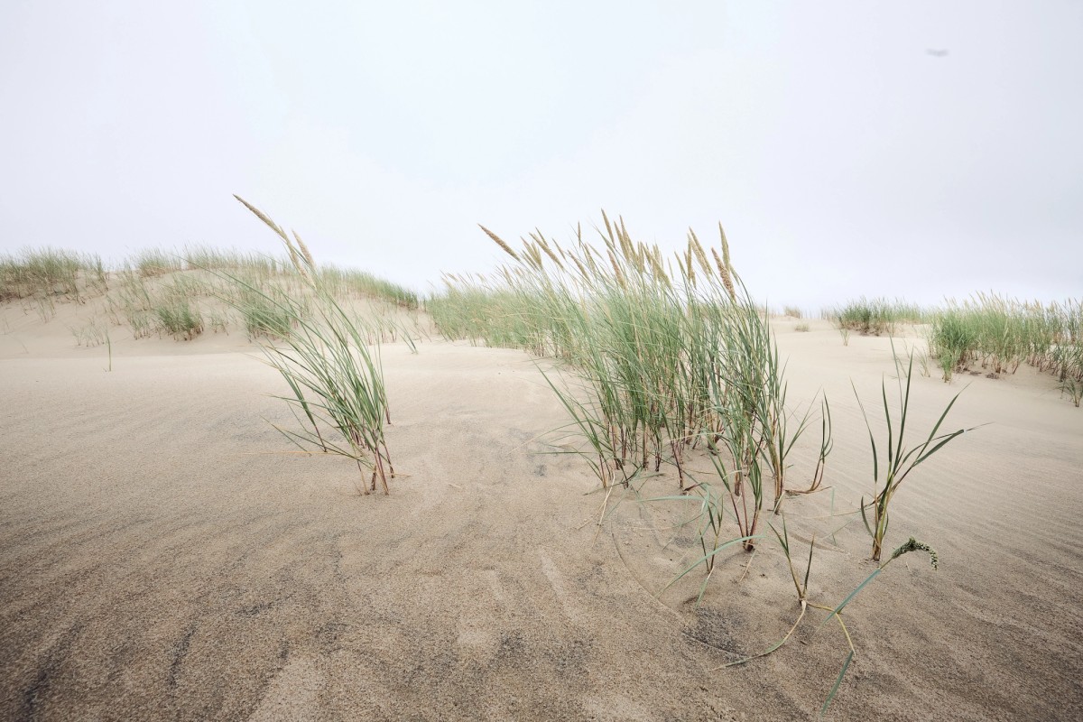 Grass on the Curonian Spit
