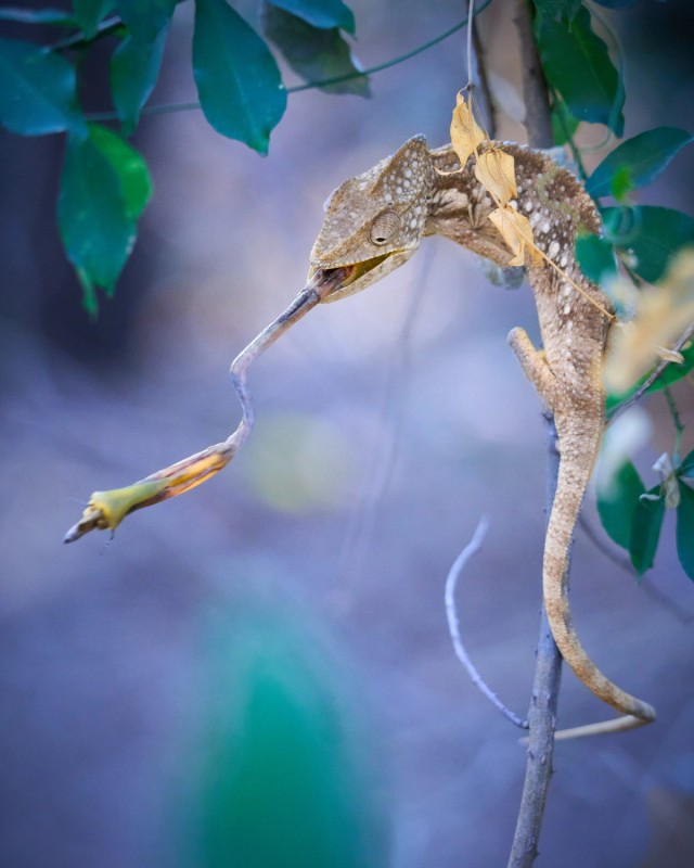 Chameleon eating