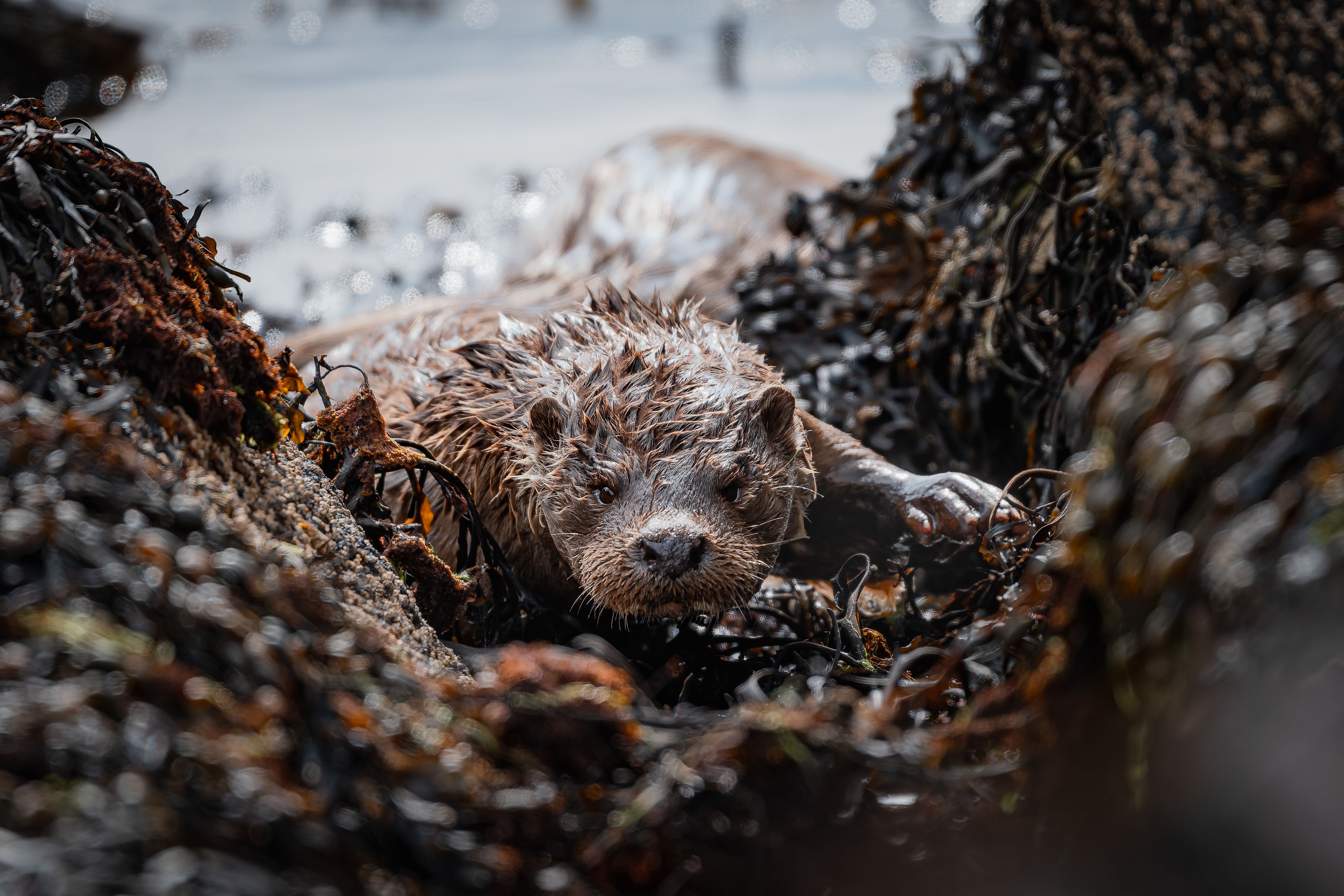 An otter seeing eye to eye with the camera