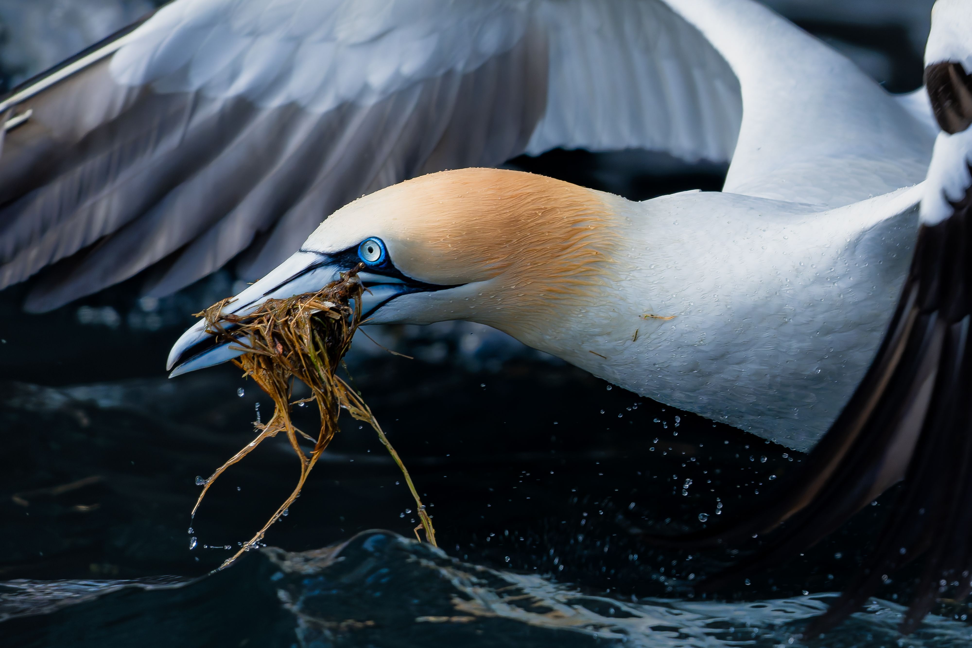 A gannet flying close to the water with seagrass in his mouth