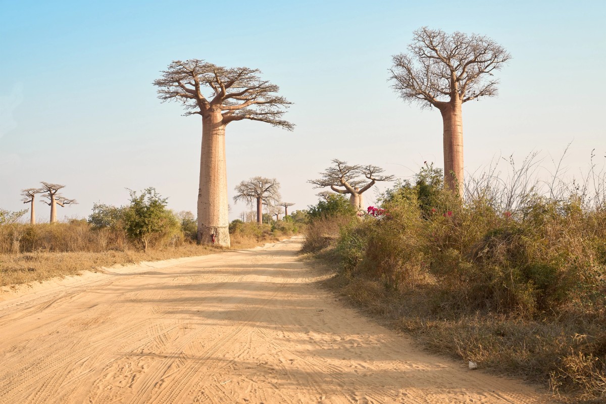 Baobabs Allee Madagascar