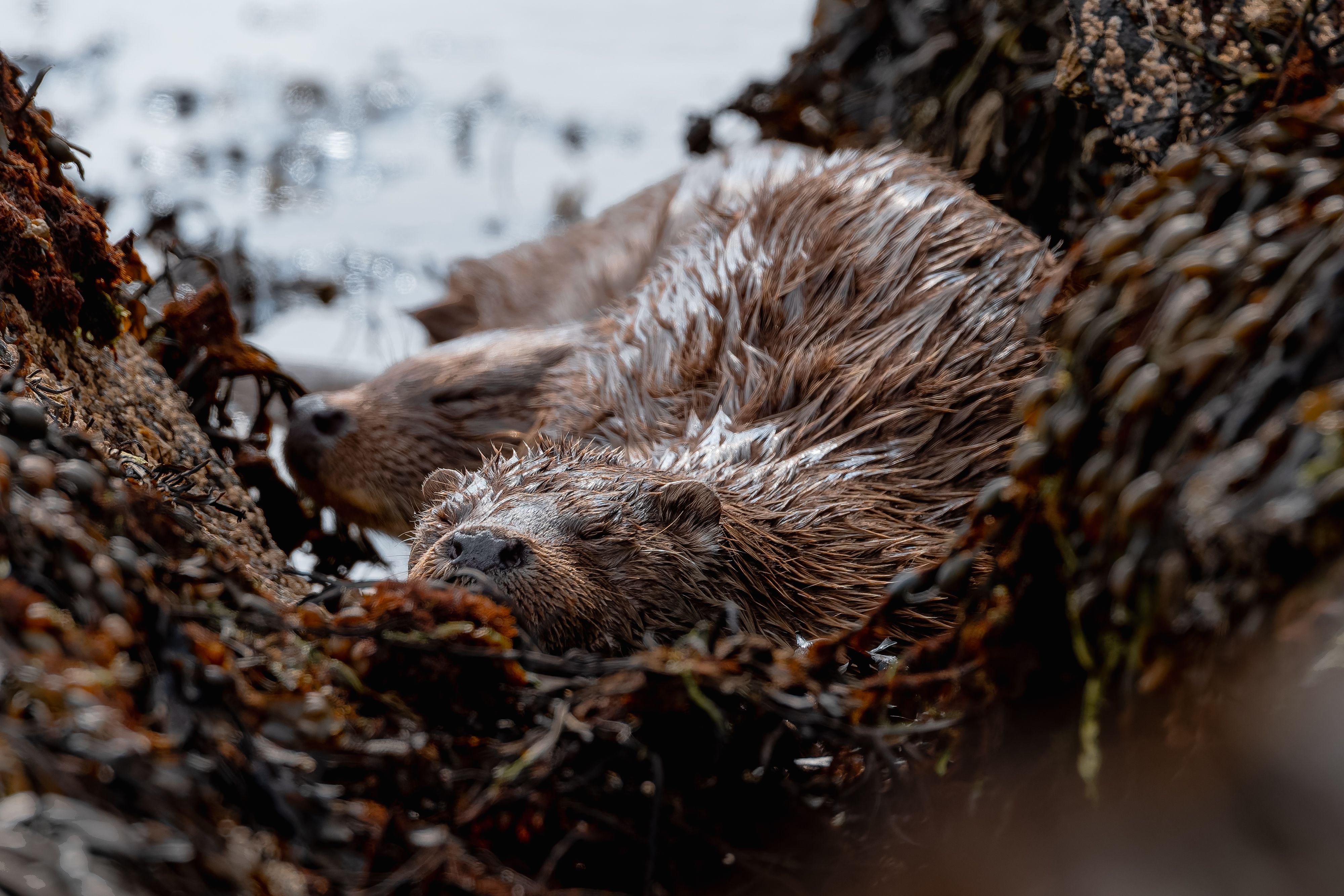 Two Otters Sleeping on Seagrass