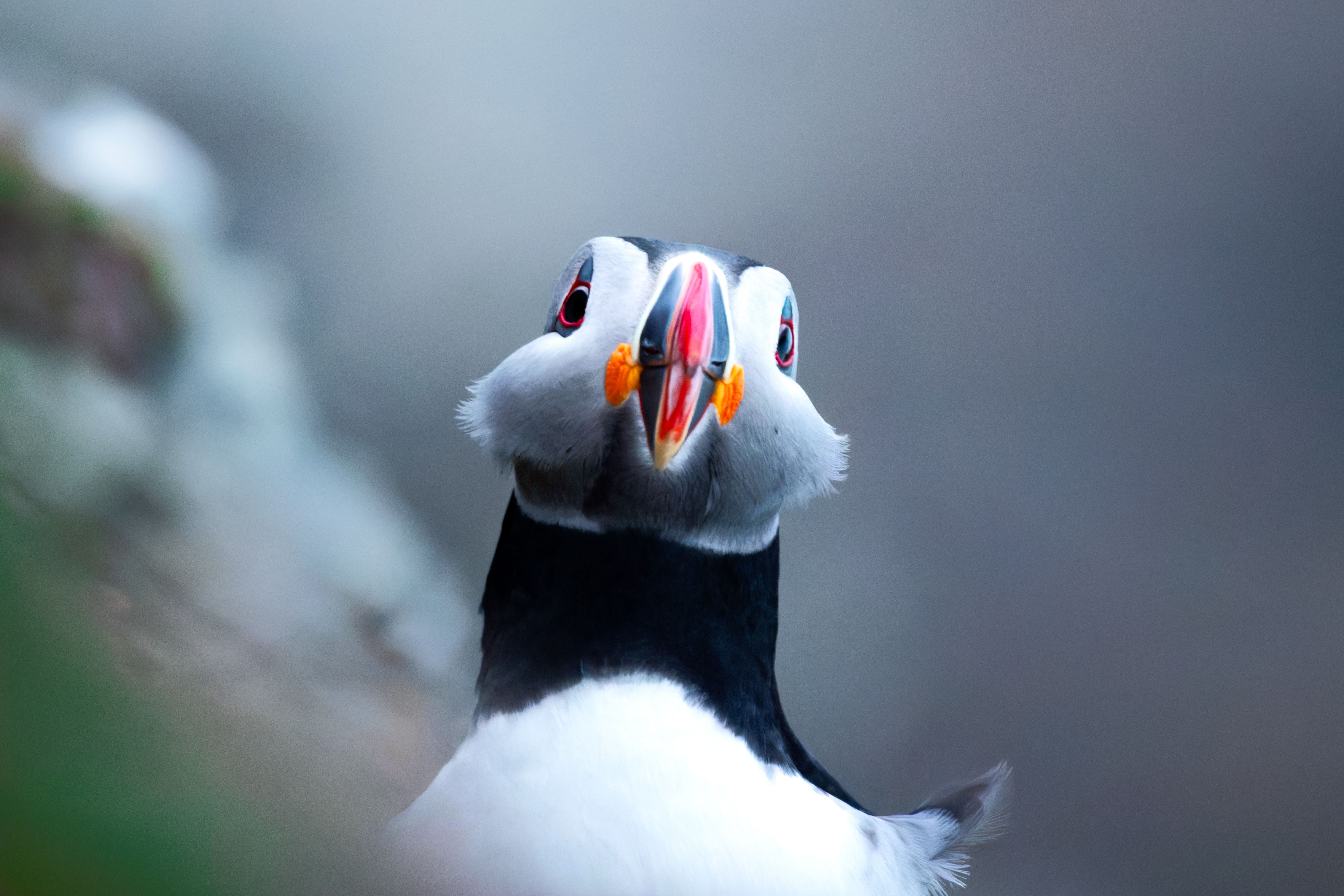 The Face of a Puffin with its