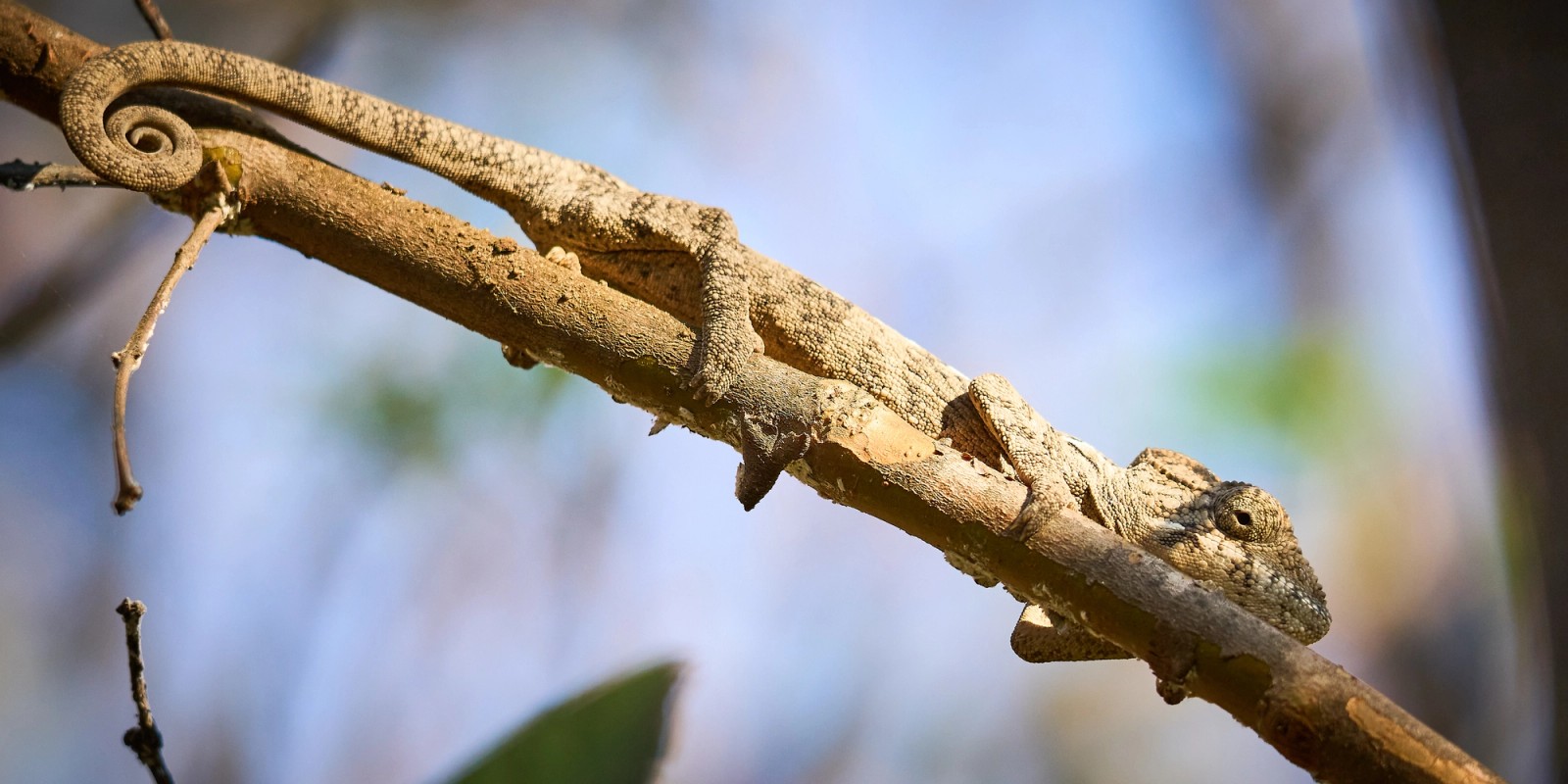 A brown chameleon from Madagascar