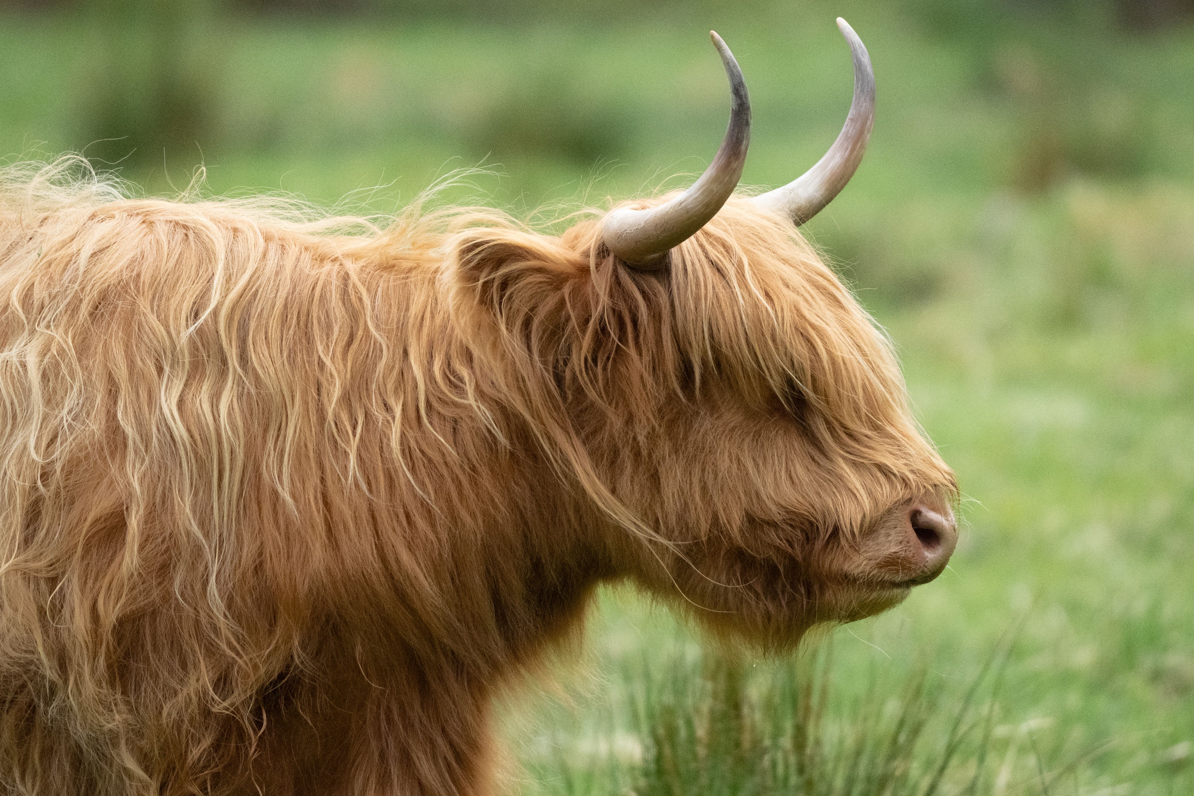A Highland Cow Grassing In Scottland
