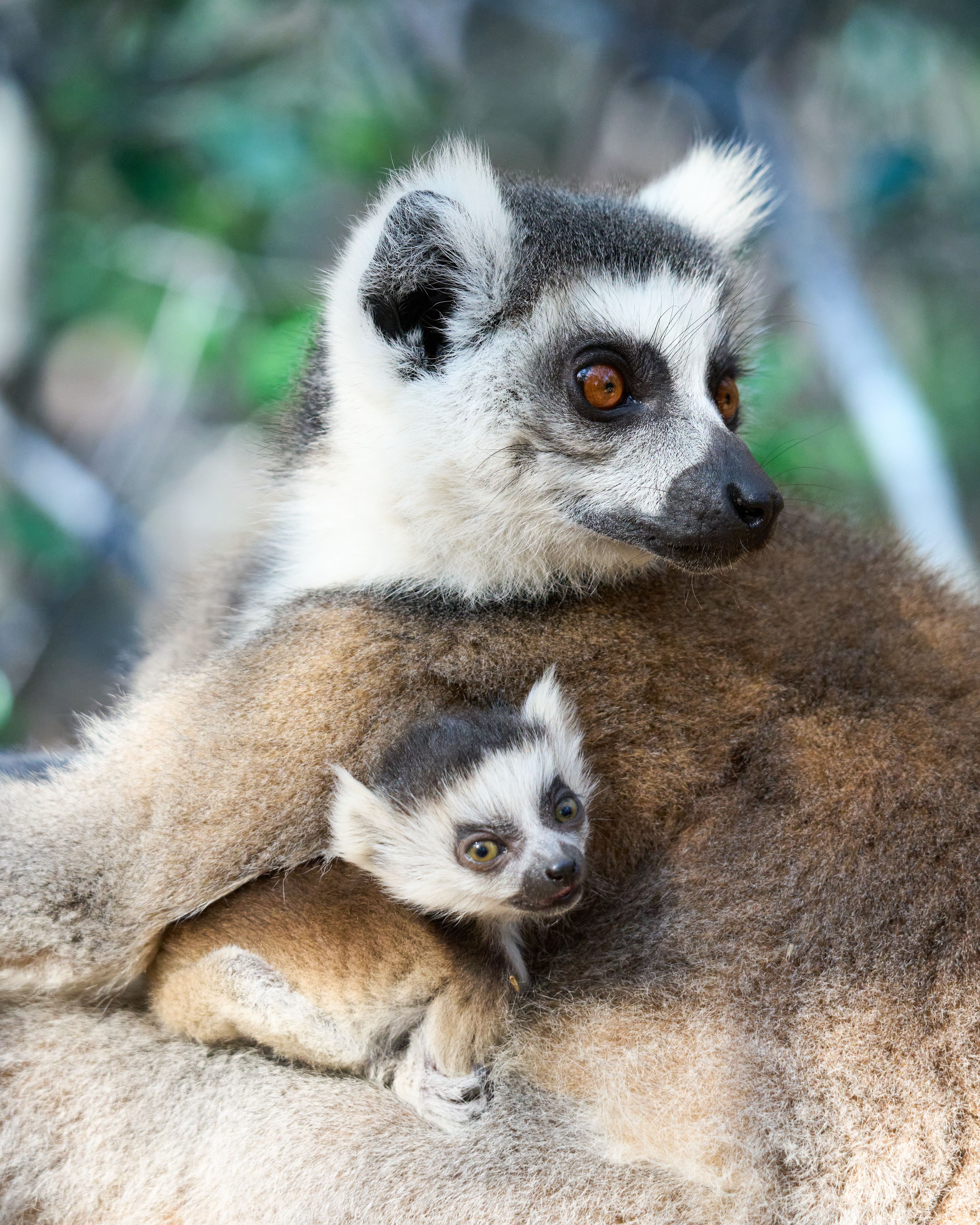 Ring Tailed Lemur
