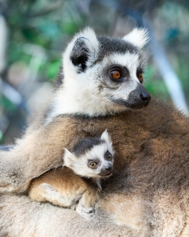 Ring Tailed Lemur