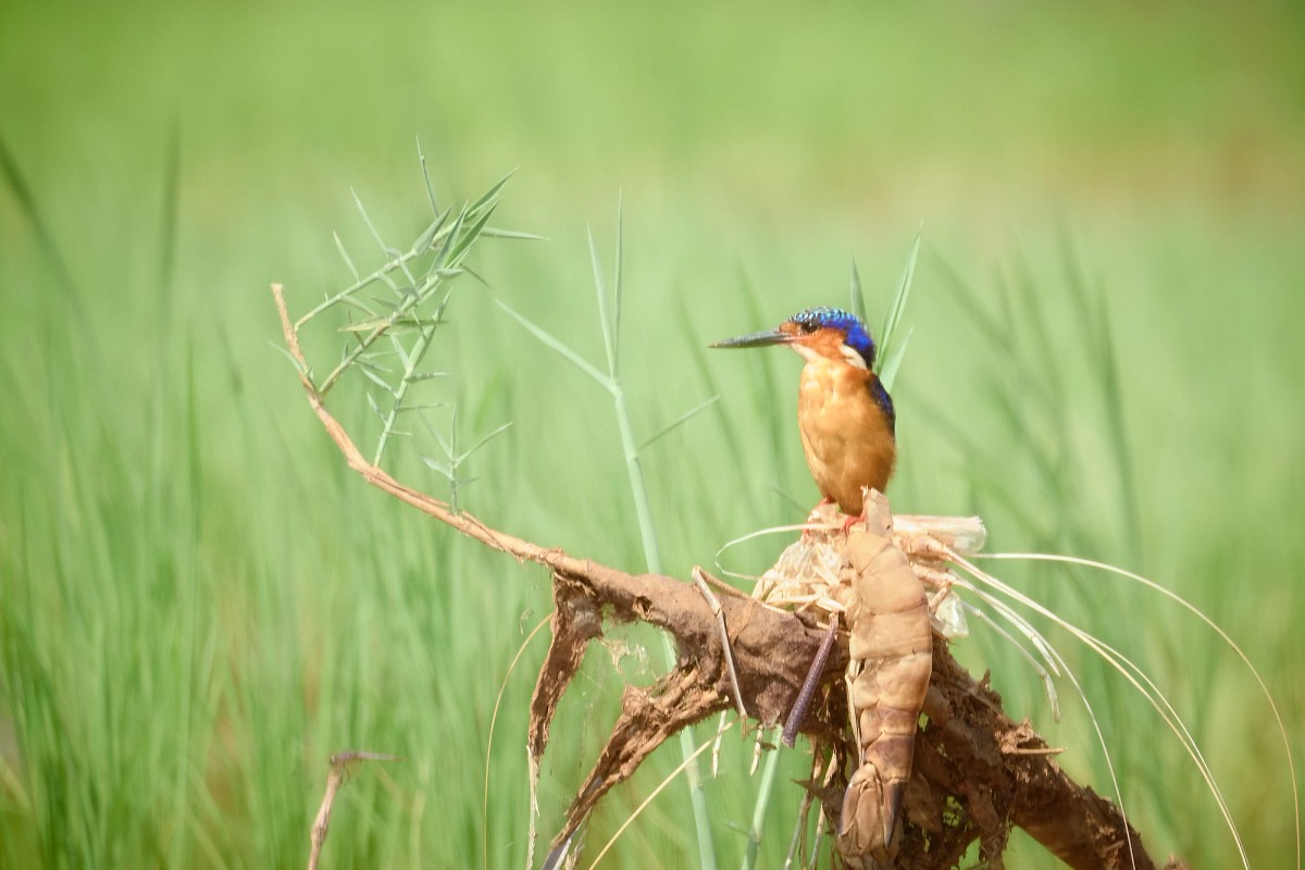 Kingfisher in Madagascar