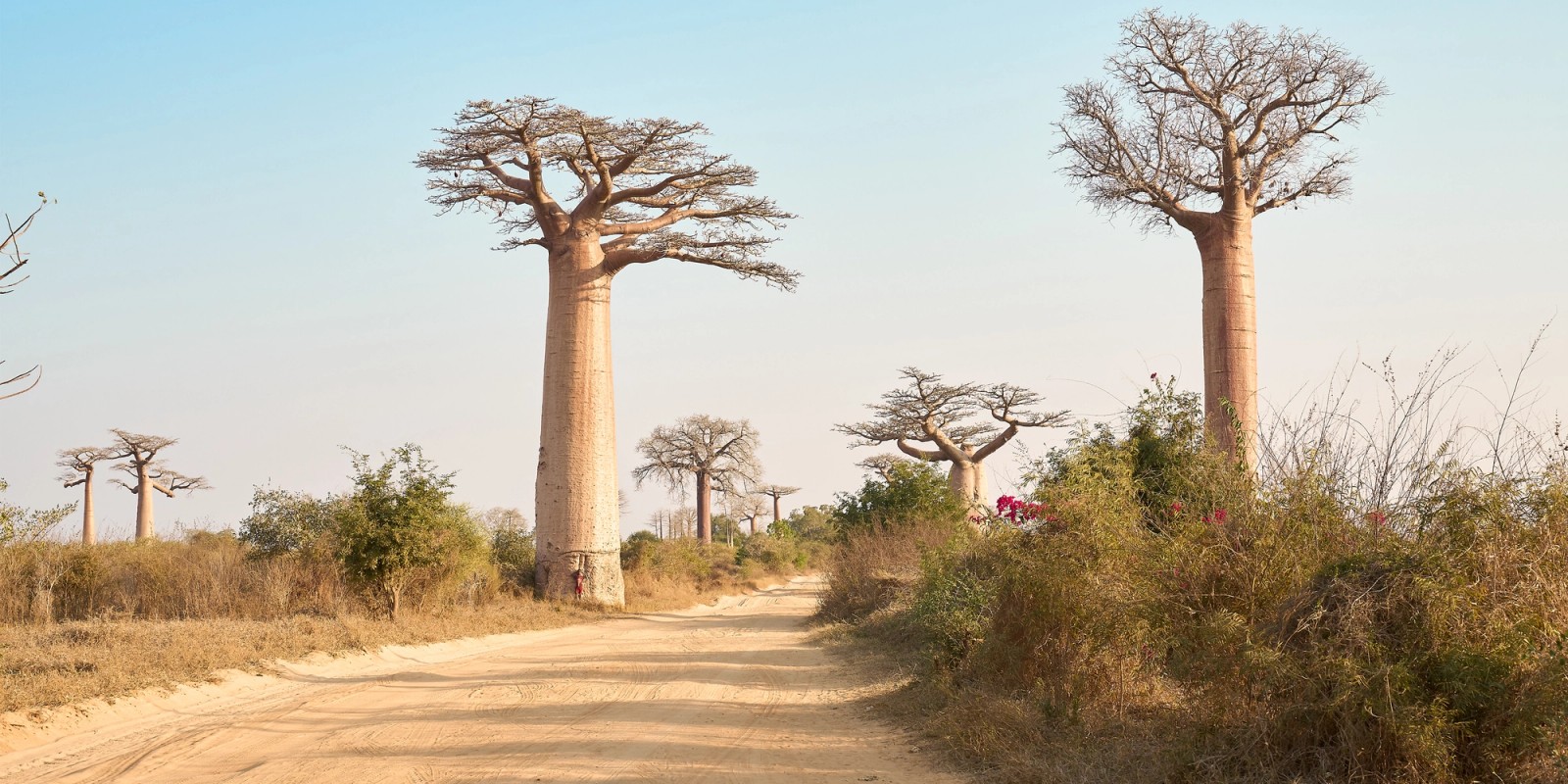 Dirt road in madagascar with some baobab trees