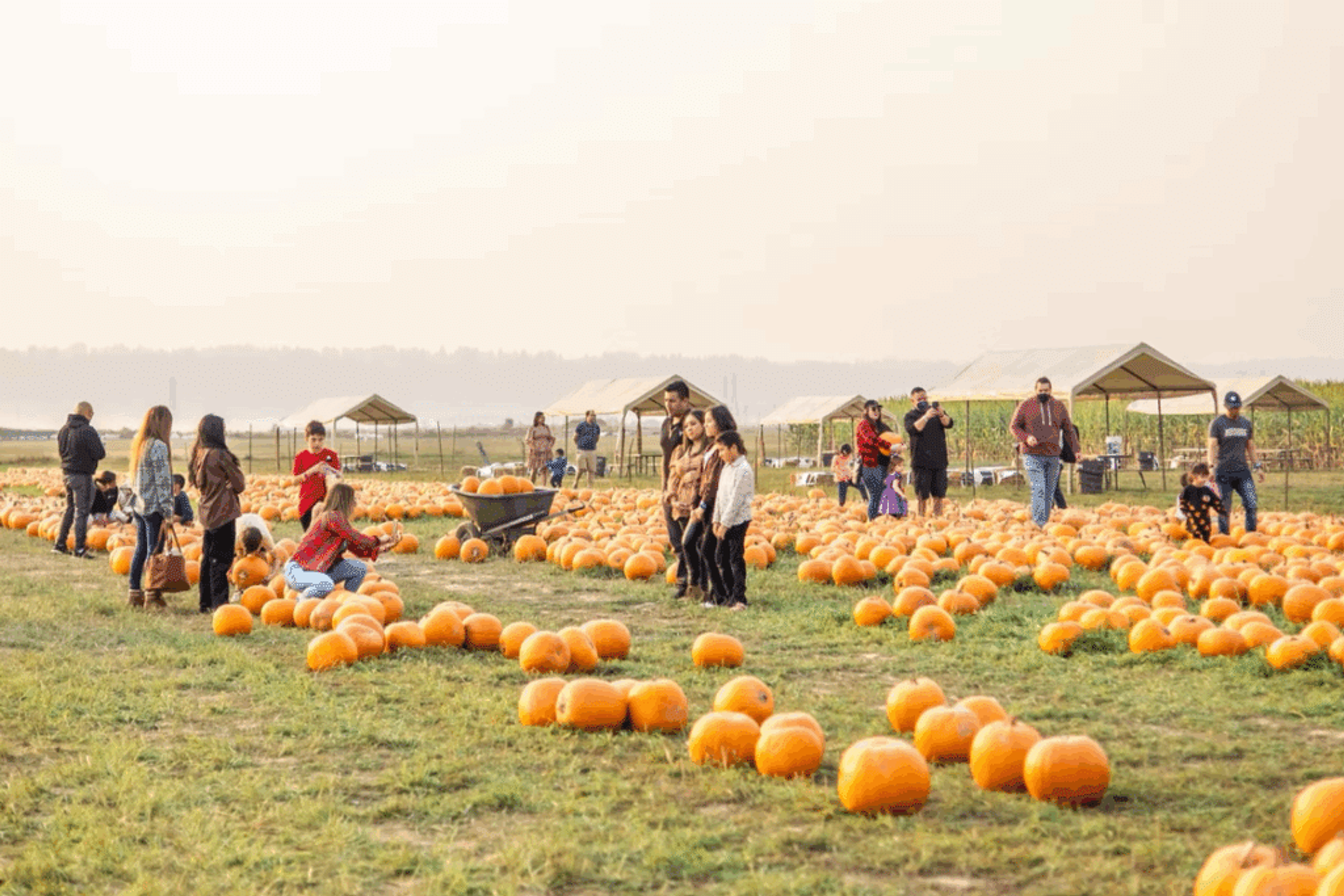 Stocker Farms in Snohomish, WA