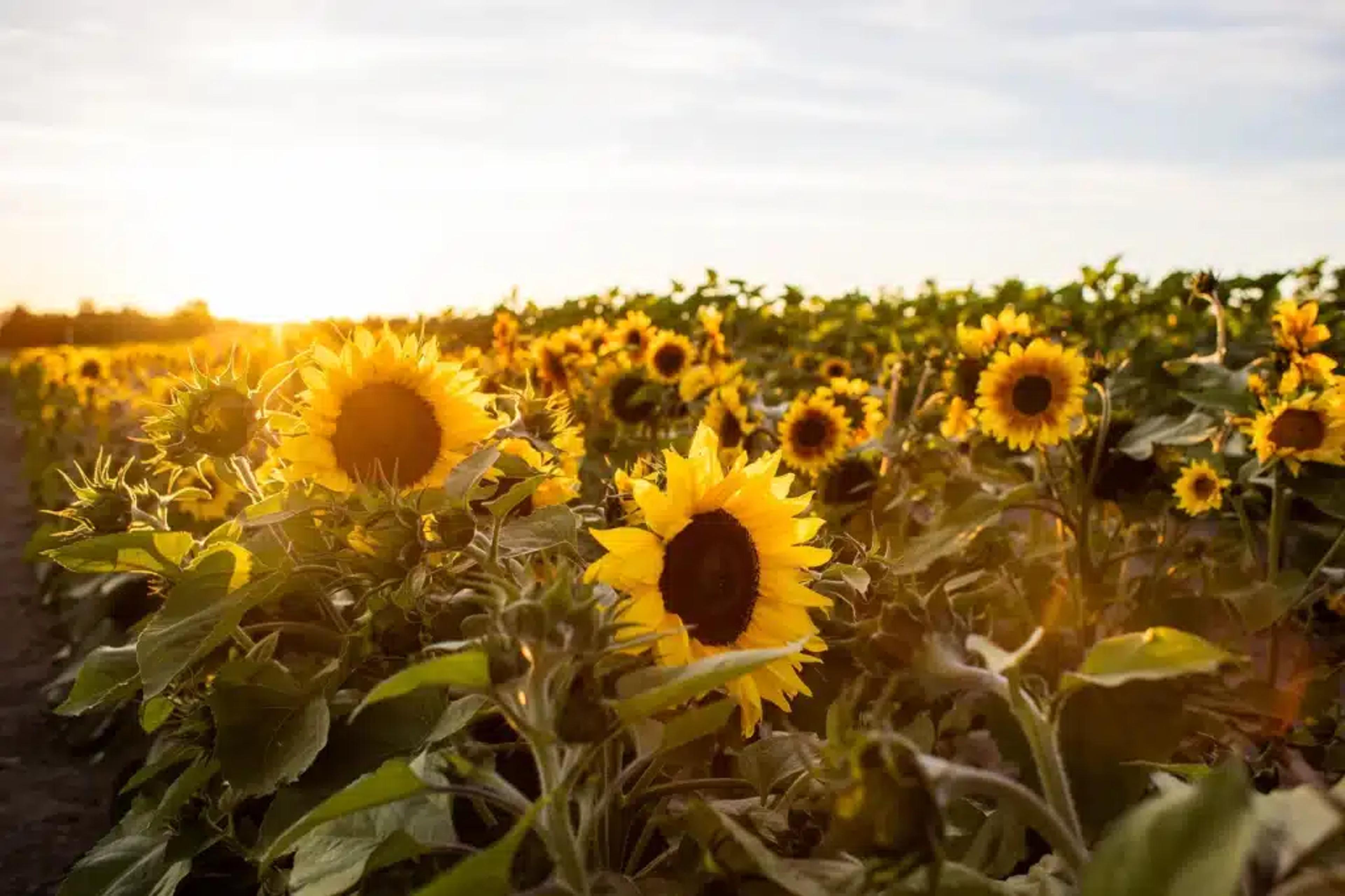 Thomas Family Farm sunflowers in Snohomish, WA