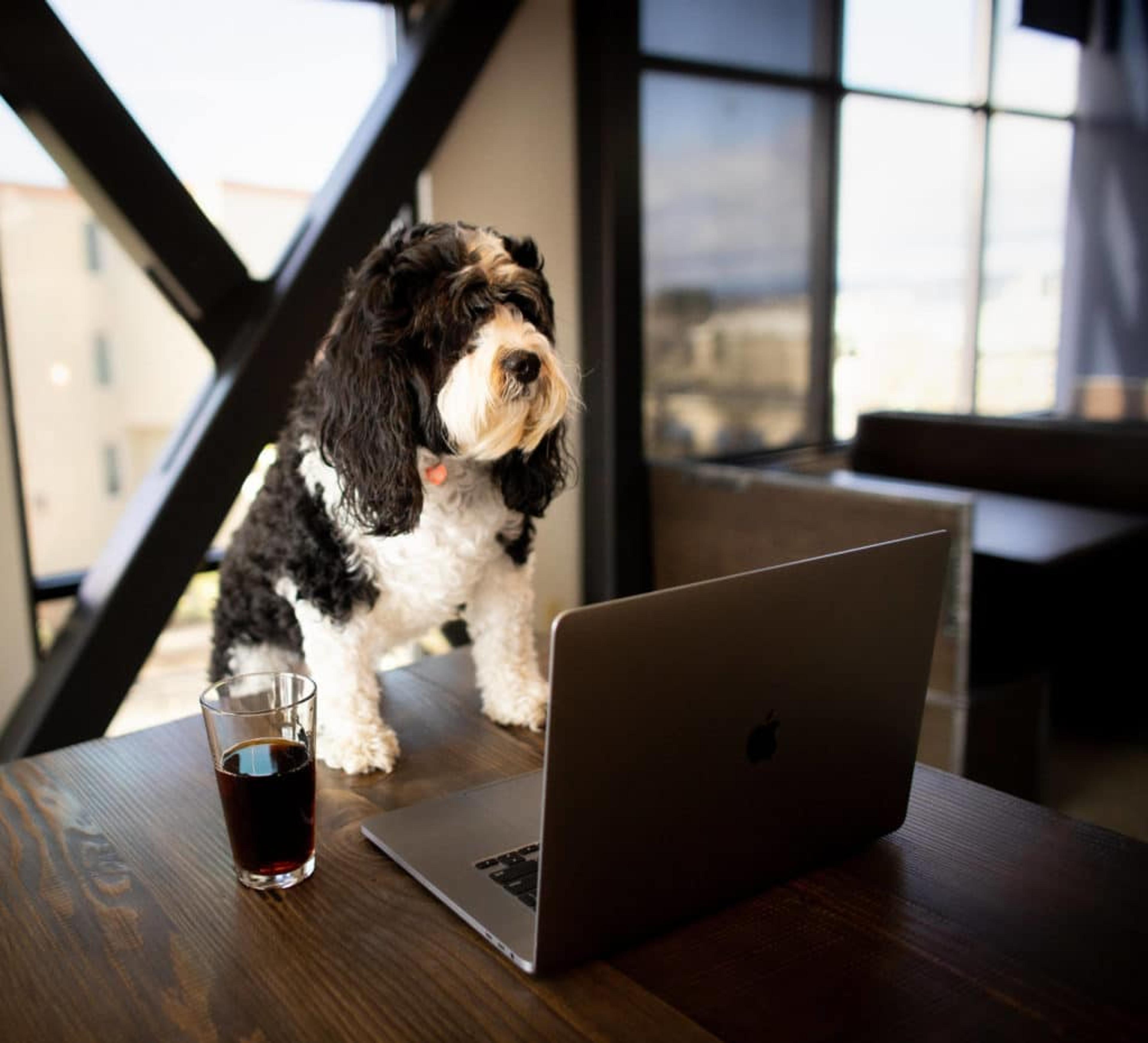 Dog sitting in front of laptop at Workhorse Coworking space
