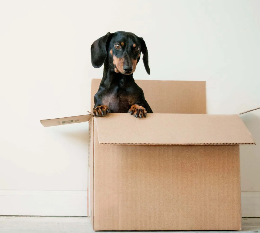 dog in a box packaging