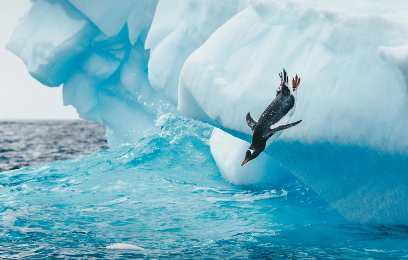 penguin in glacier water