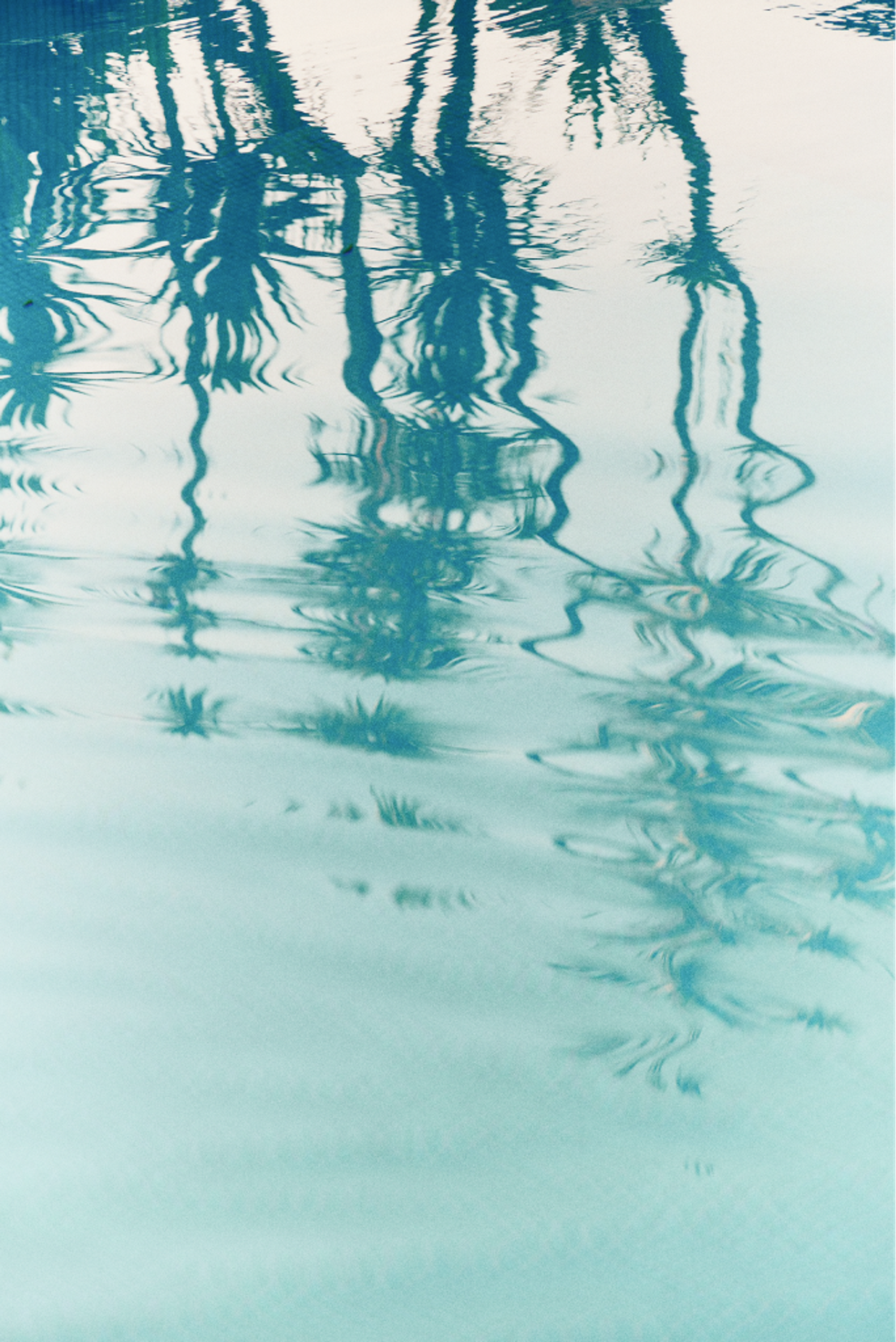 Palm fronds reflected in water