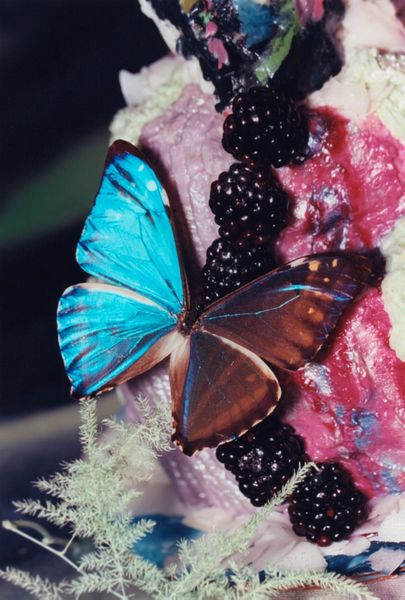 Nature Cakes by Franey Miller