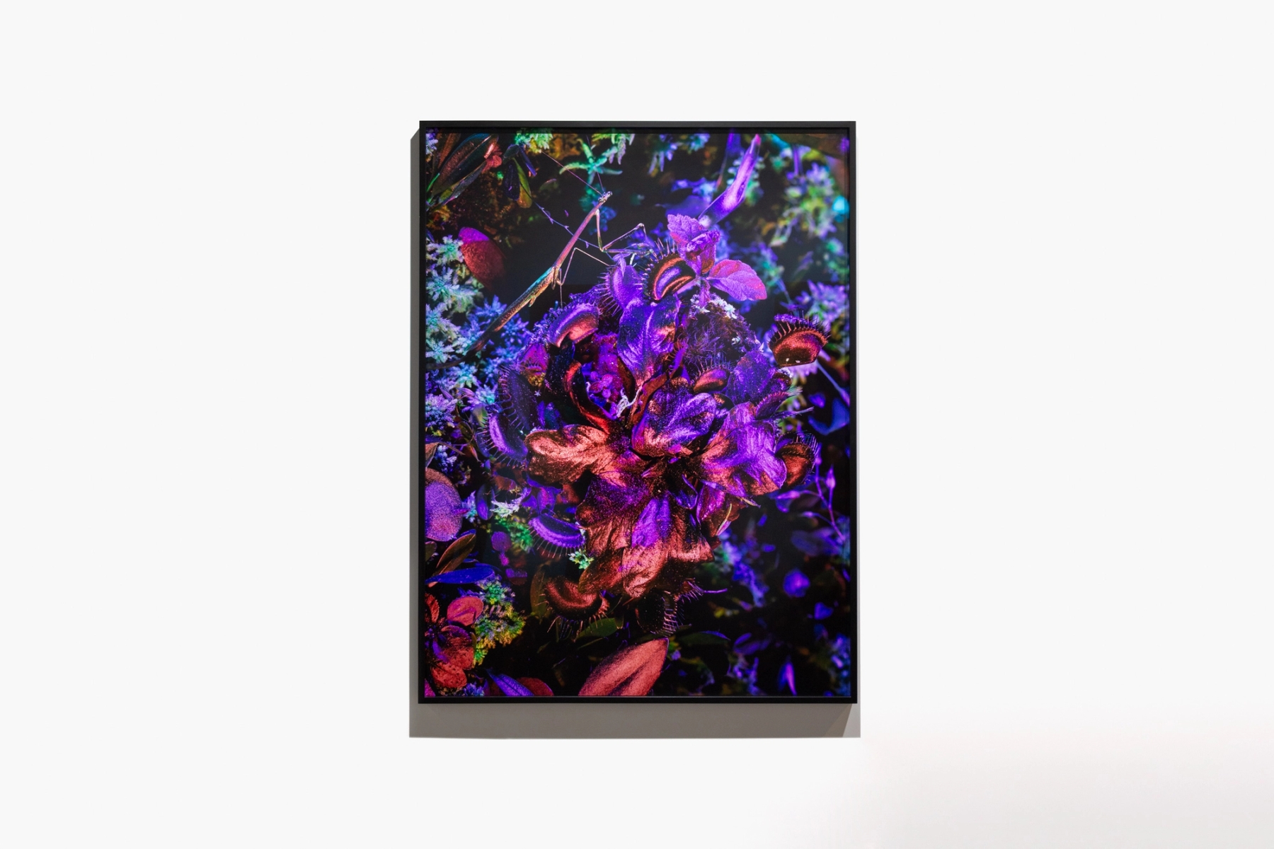 Richard Mosse, carlier | gebauer