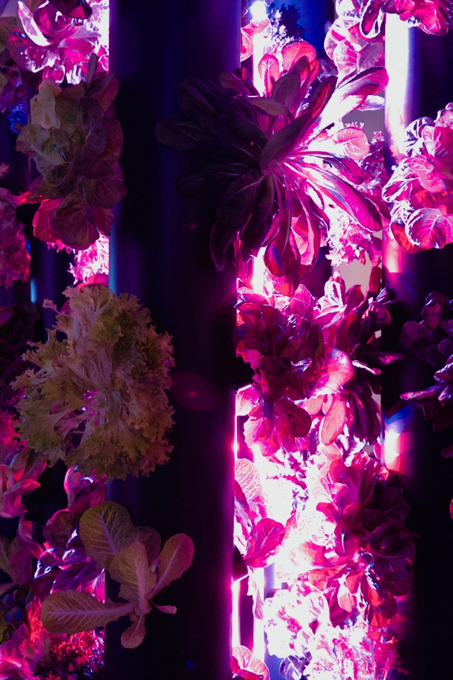 Fondazion Prada, Cao Fei Dash