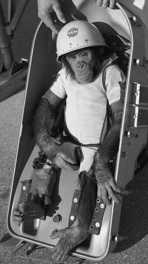 Ham var den første sjimpansen i rommet. Han overlevde og bodde i en dyrehage i Washinton D.C. til han døde i 1983.