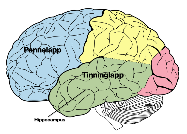 Illustrasjonen viser hvor pannelapp, eller frontallapp, og tinninglapp, eller temporallapp, er lokalisert i hjernen.