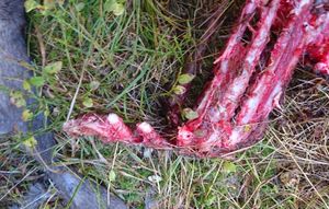 Bildet viser at bein er «klippet av», og kan bare ha blitt gjort av ulv, mener Bymiljøetatens fallviltjeger.