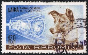 Laika ble en helt etter romferden. Her er hun på et rumensk frimerke.