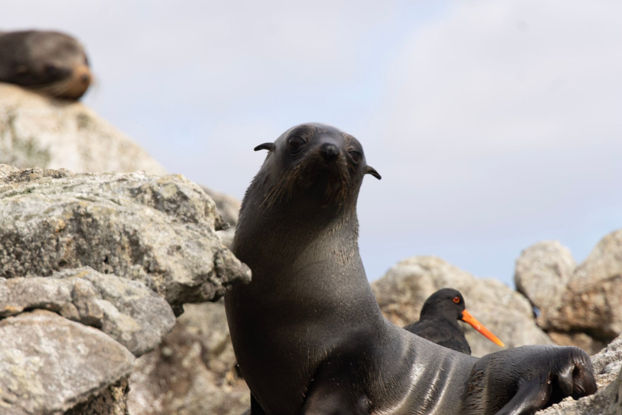 Young fur seal on rocks with a variable oystercatcher standing close behind