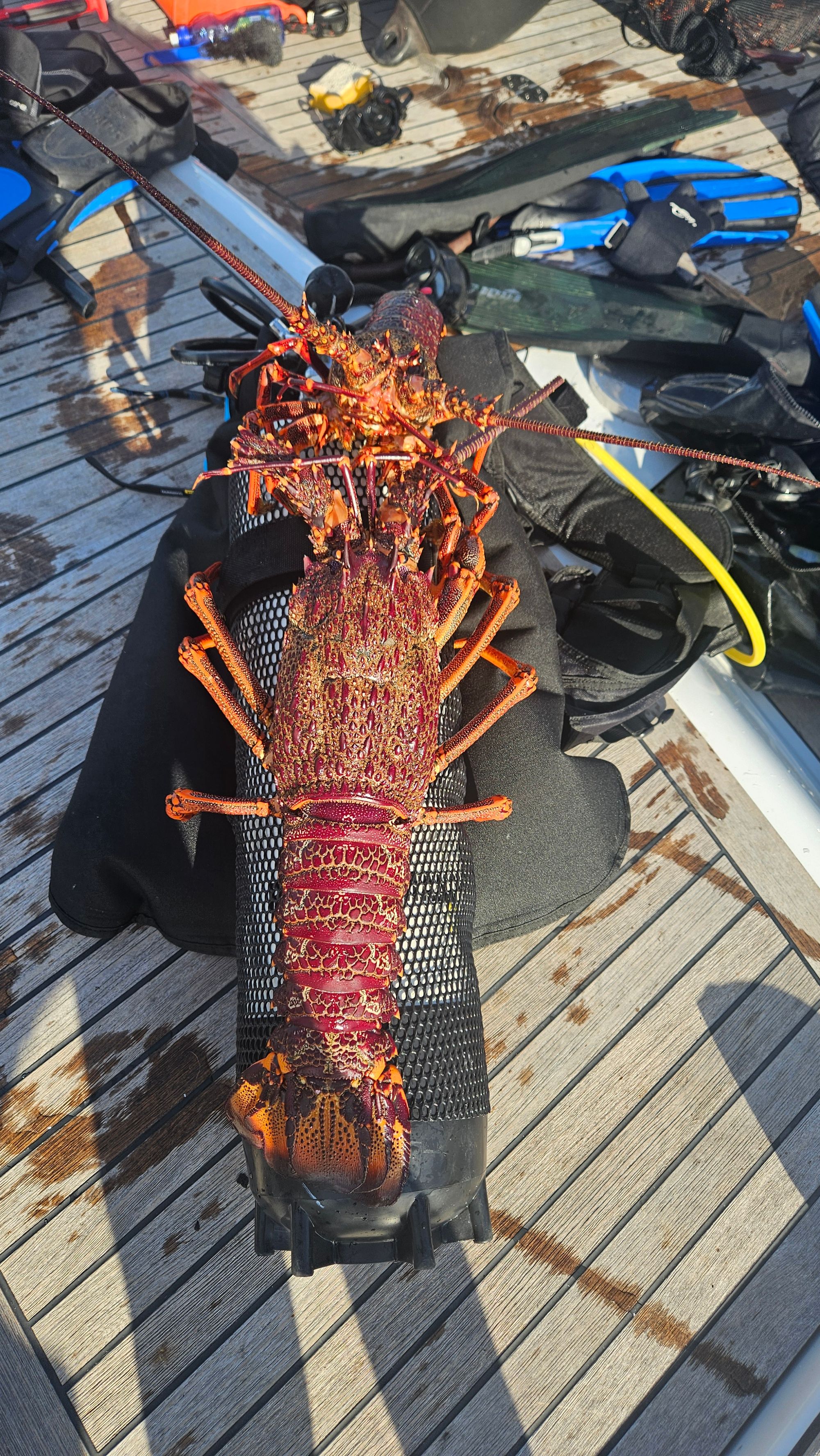 Close-up top-down view of a large Fiordland southern rock lobster laid on a dive cylinder on Matariki III's deck