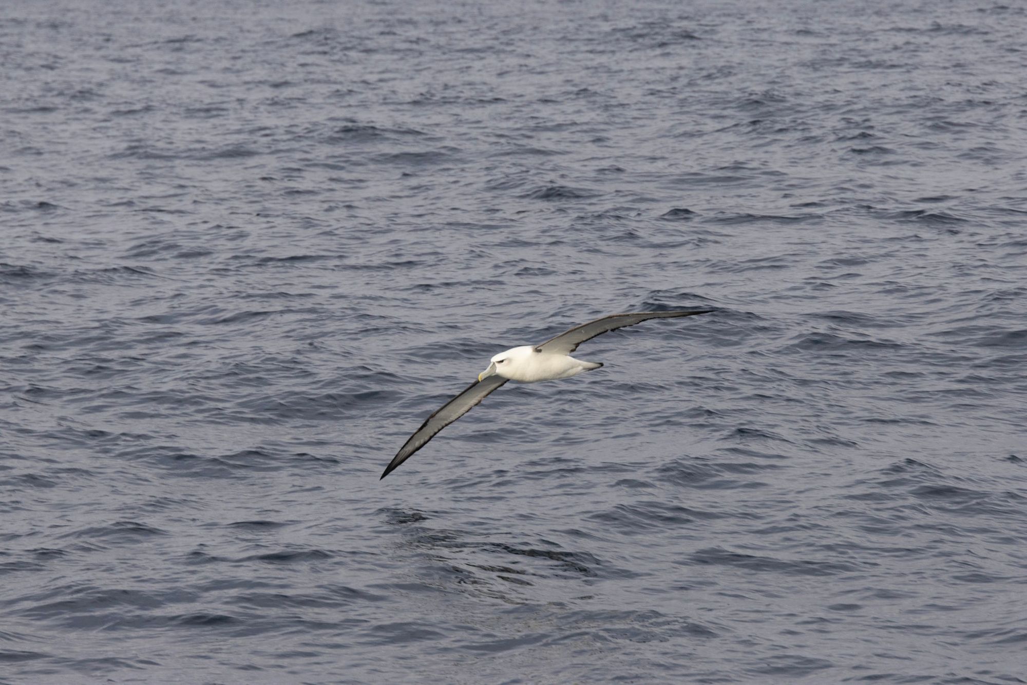 Albatross close to the ocean surface near the Solander Islands