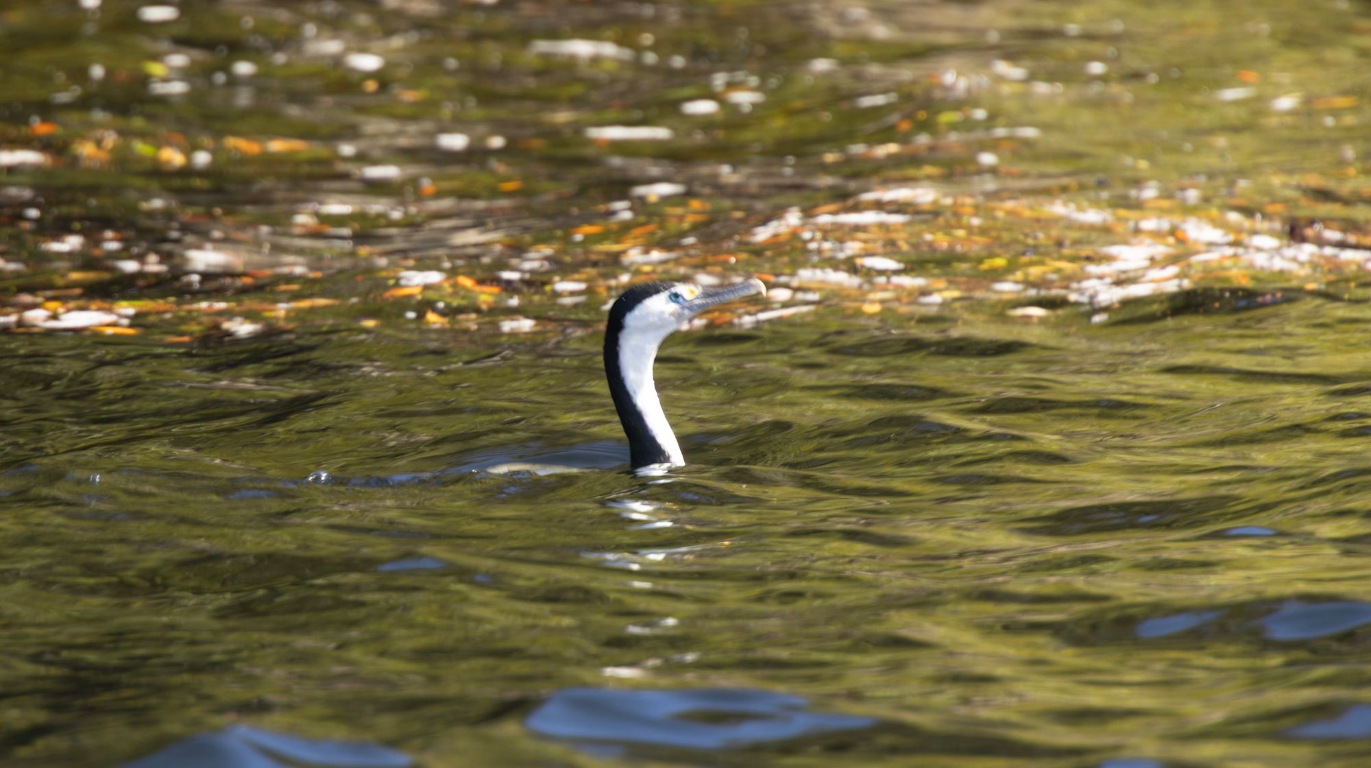 Spotted shag swimming with just its neck and head above the green Fiordland water