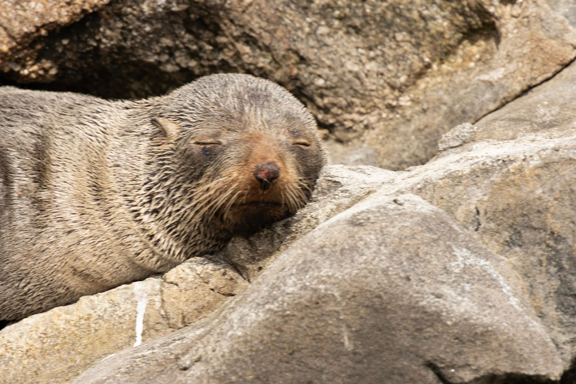 New Zealand fur seal pup fast asleep wedged between rocks, close-up portrait