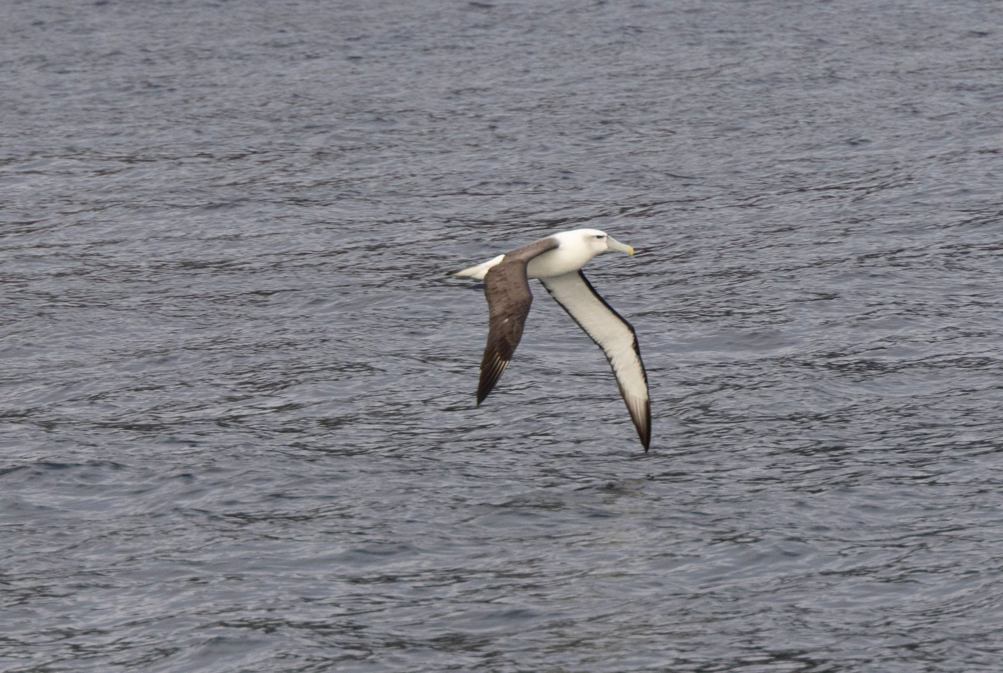 Albatross with wings fully extended skimming the wave surface