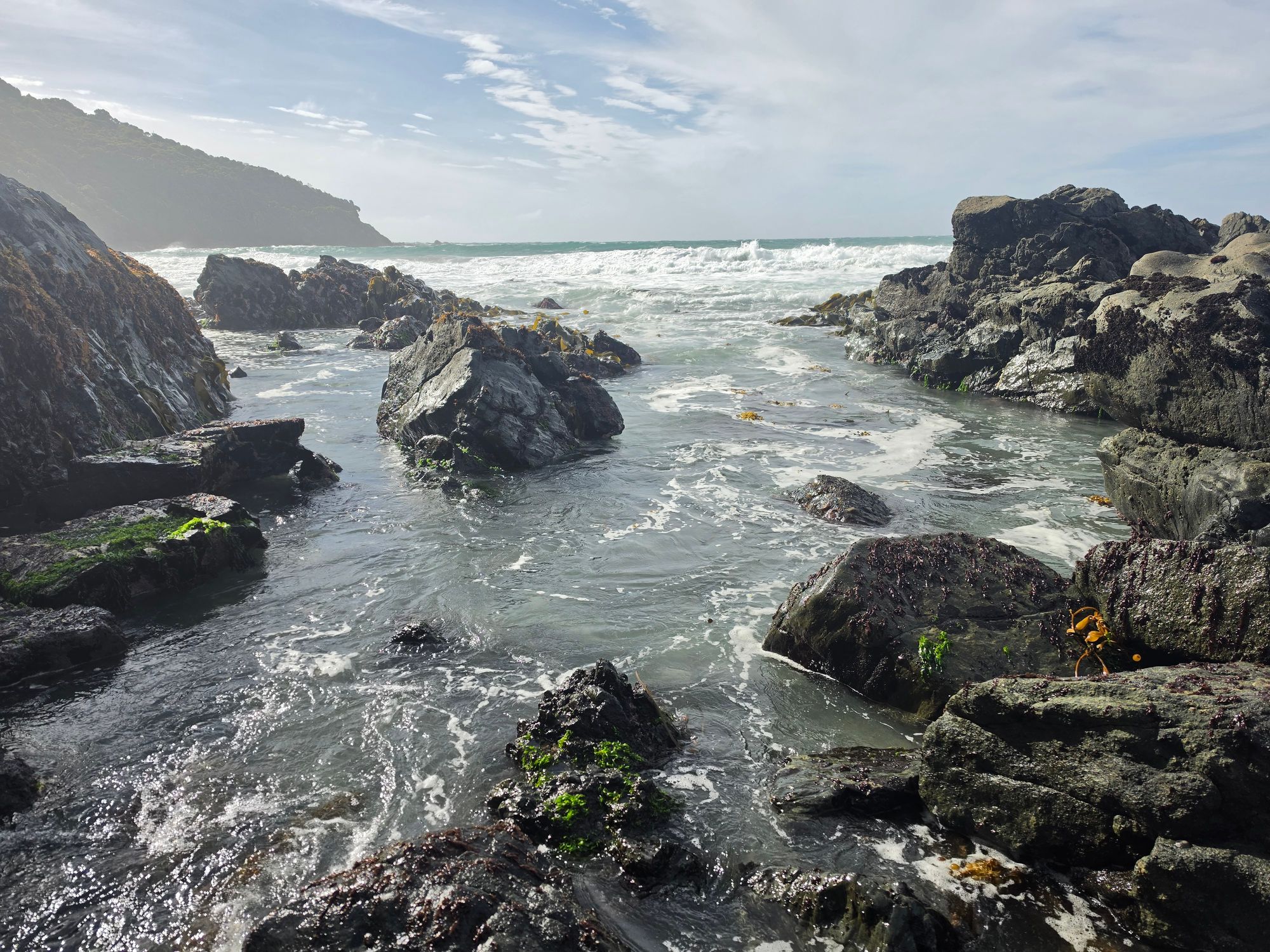 Ocean Beach rock pool at Stewart Island — clear undisturbed water with sea stars, anemones and urchins