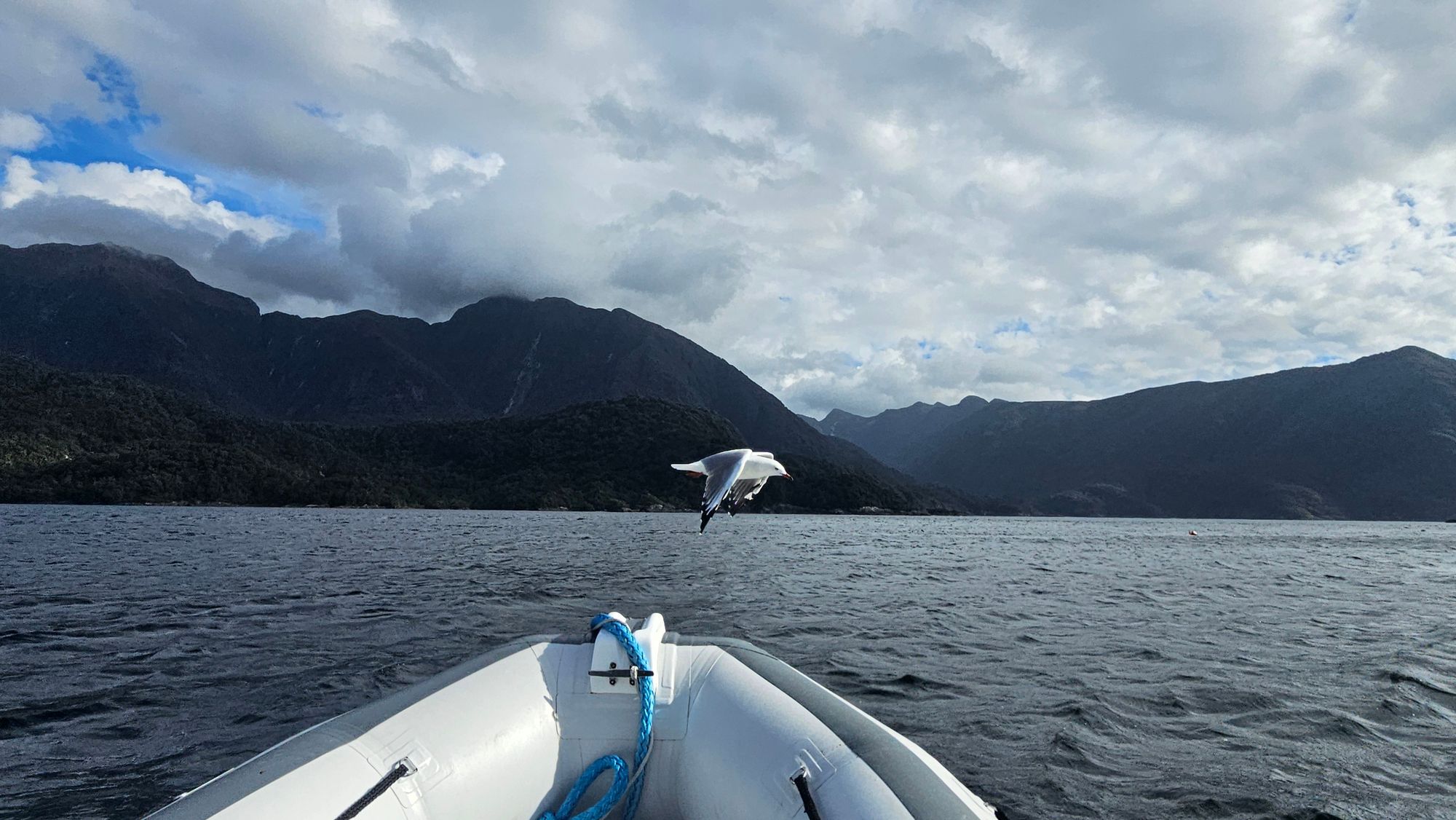Red-billed gull taking flight from the bow of the tender in Dusky Sound, mountains behind